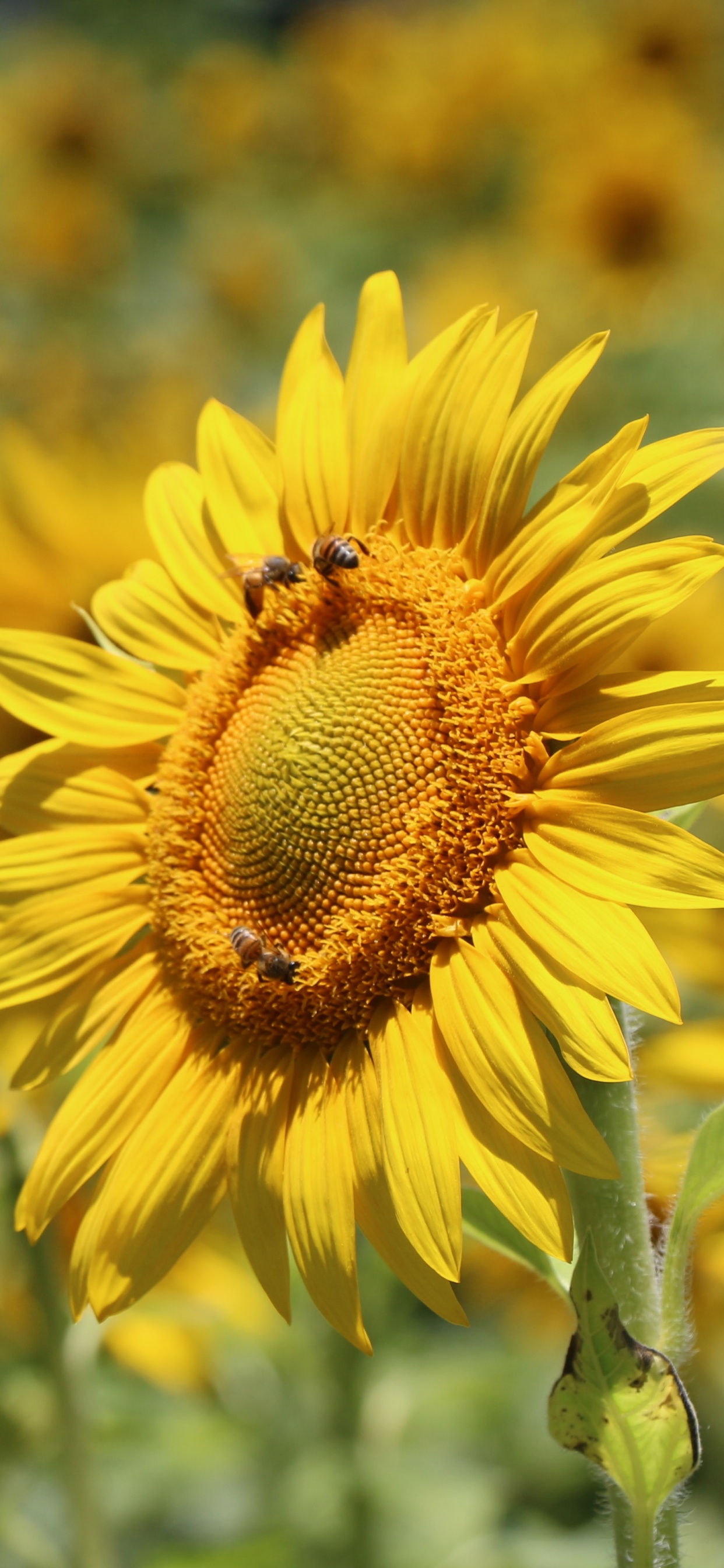 Girasol Amarillo en Lente de Cambio de Inclinación. Wallpaper in 1242x2688 Resolution