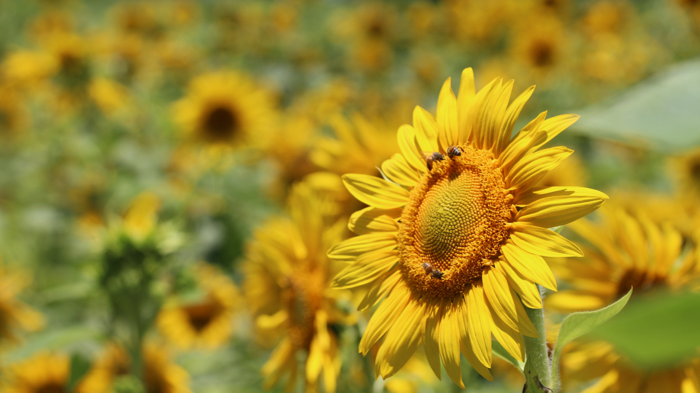 Girasol Amarillo en Lente de Cambio de Inclinación. Wallpaper in 1366x768 Resolution