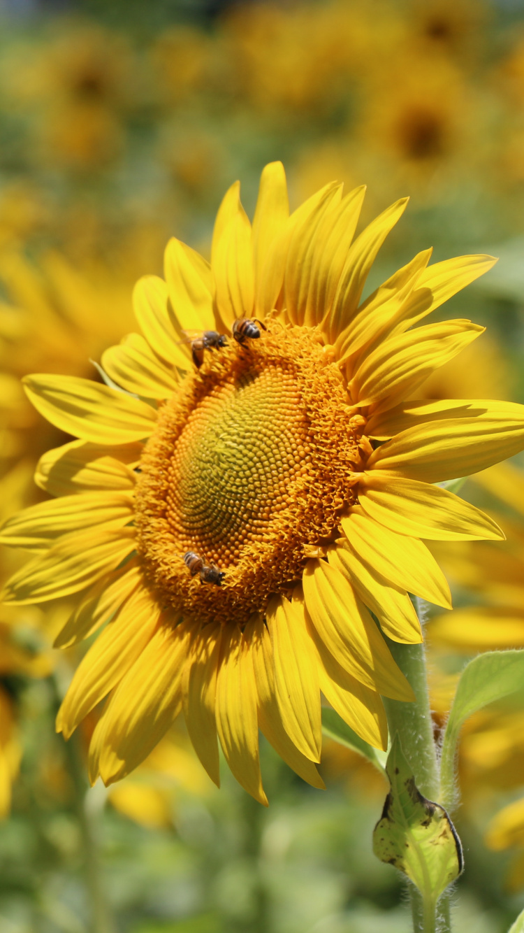 Girasol Amarillo en Lente de Cambio de Inclinación. Wallpaper in 750x1334 Resolution