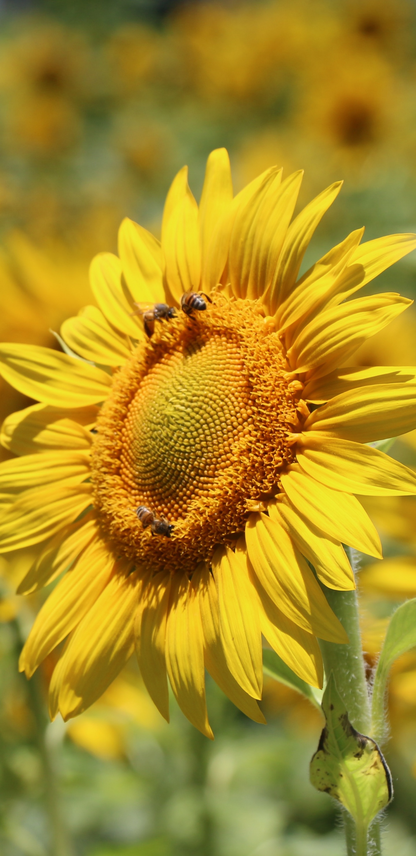 Gelbe Sonnenblume in Tilt-Shift-Linse. Wallpaper in 1440x2960 Resolution