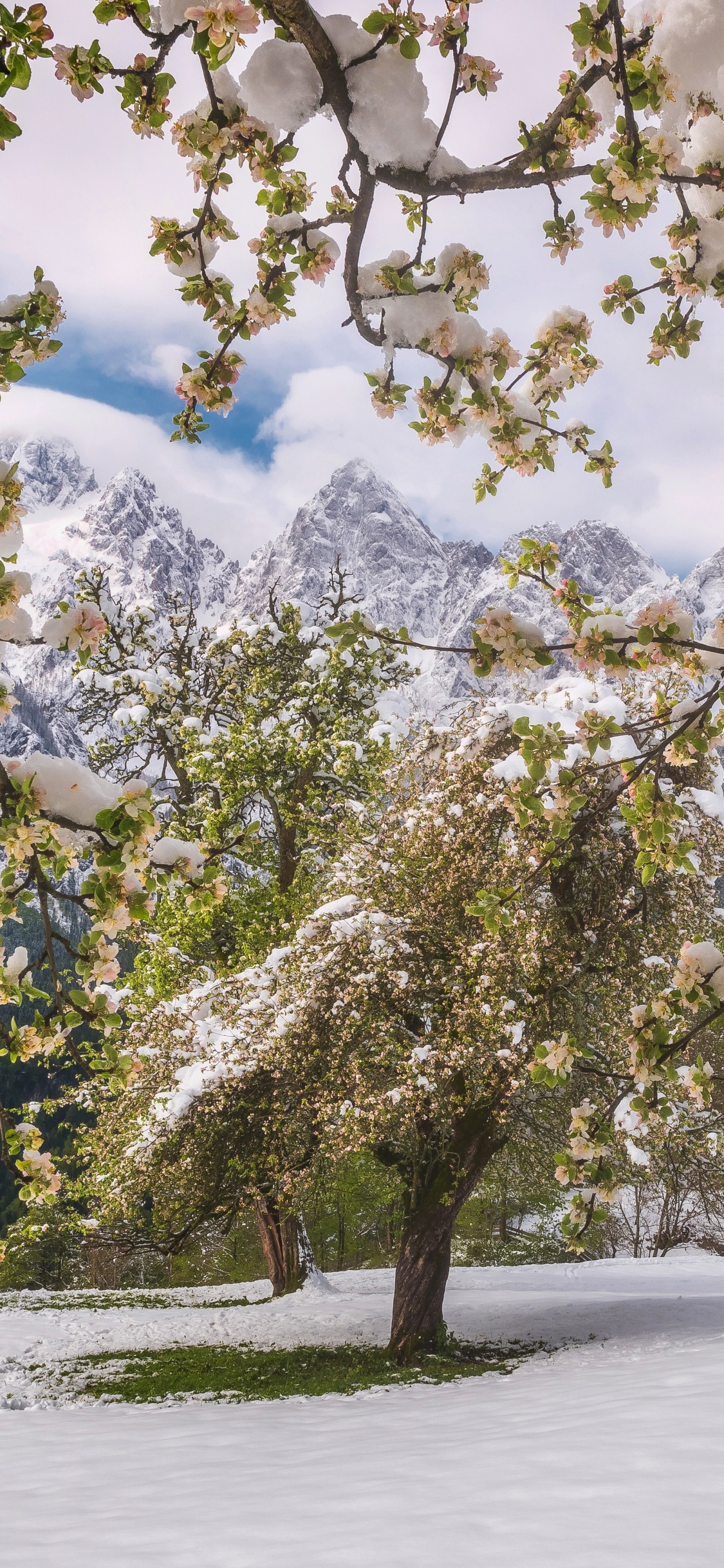 Tree, Nature, Spring, Branch, Plant. Wallpaper in 1125x2436 Resolution