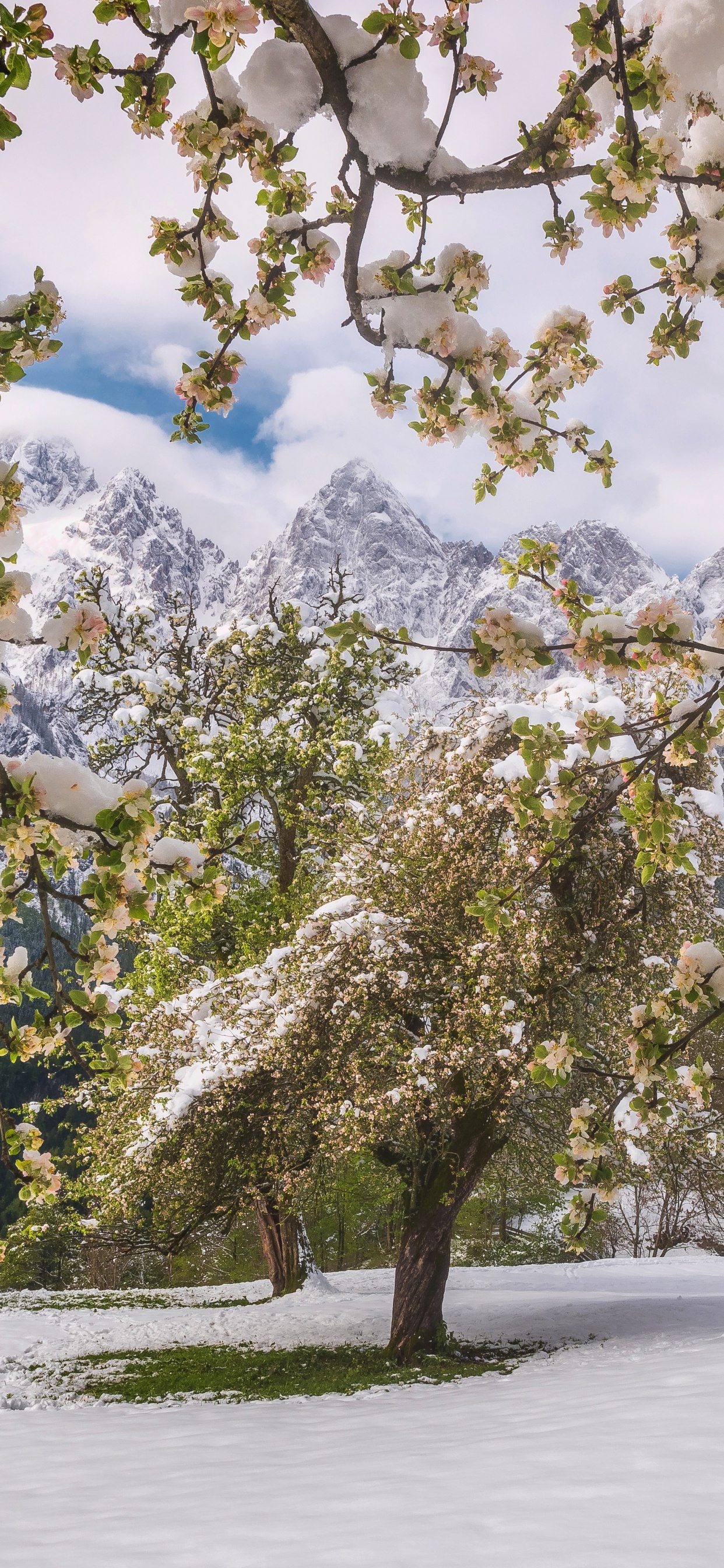 Tree, Nature, Spring, Branch, Plant. Wallpaper in 1242x2688 Resolution