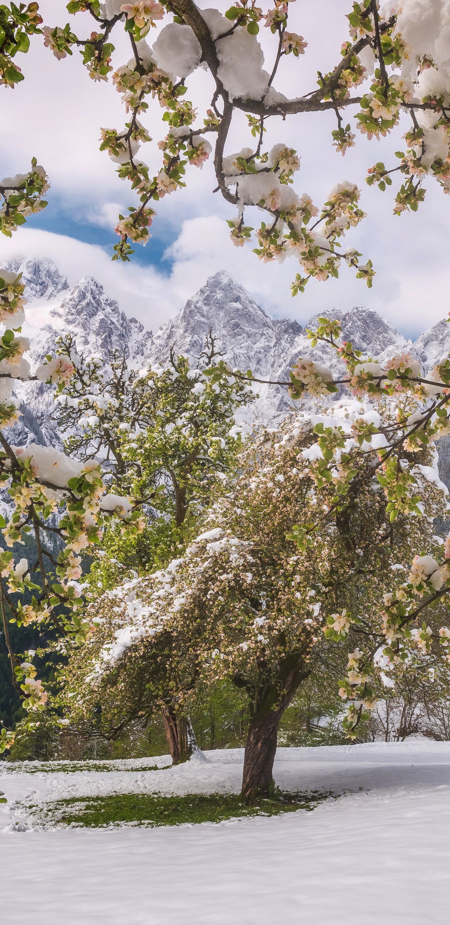 Tree, Nature, Spring, Branch, Plant. Wallpaper in 1440x2960 Resolution