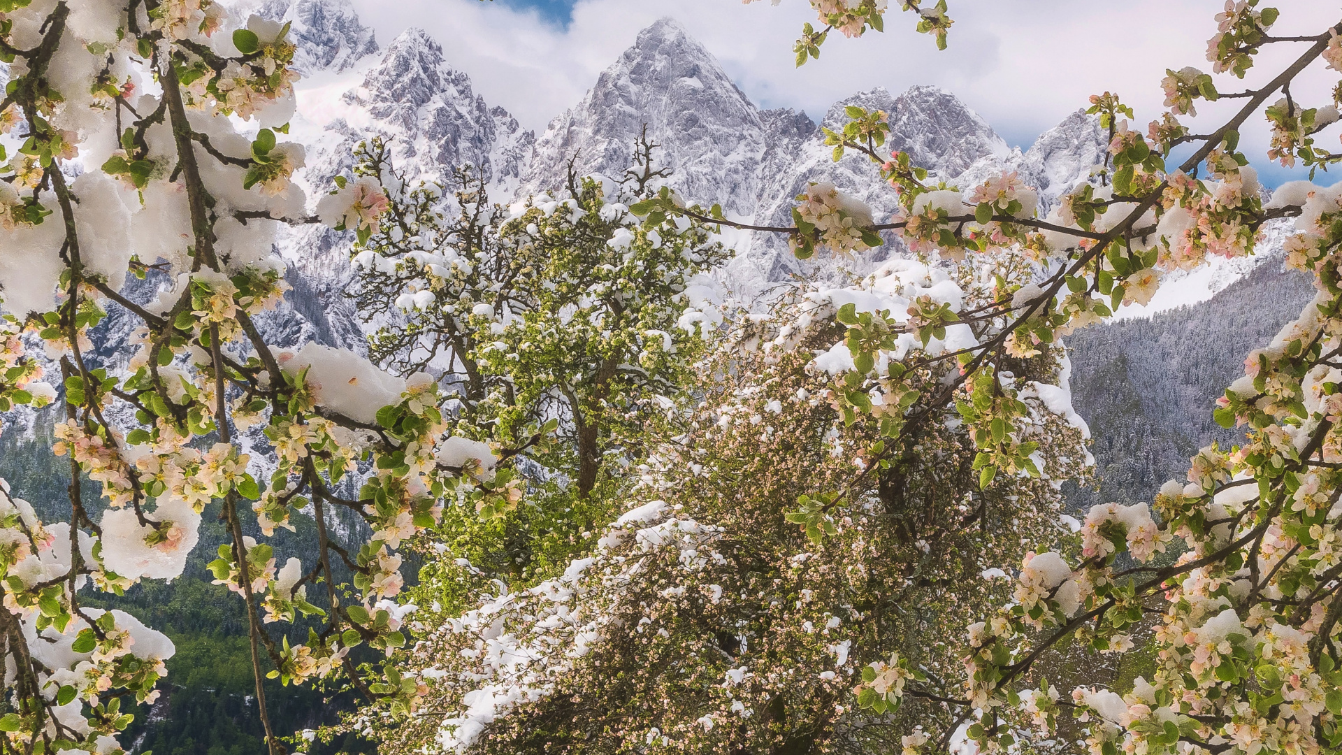 Tree, Nature, Spring, Branch, Plant. Wallpaper in 1920x1080 Resolution
