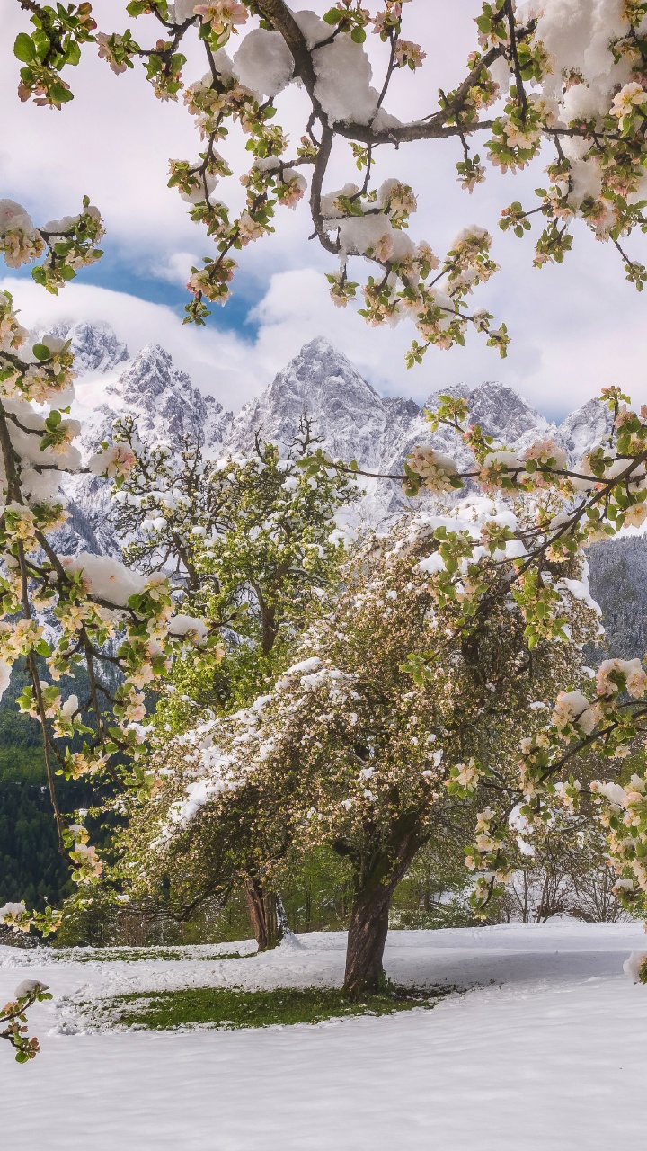 Nature, Printemps, Plantes Ligneuses, Botanique, Ford. Wallpaper in 720x1280 Resolution