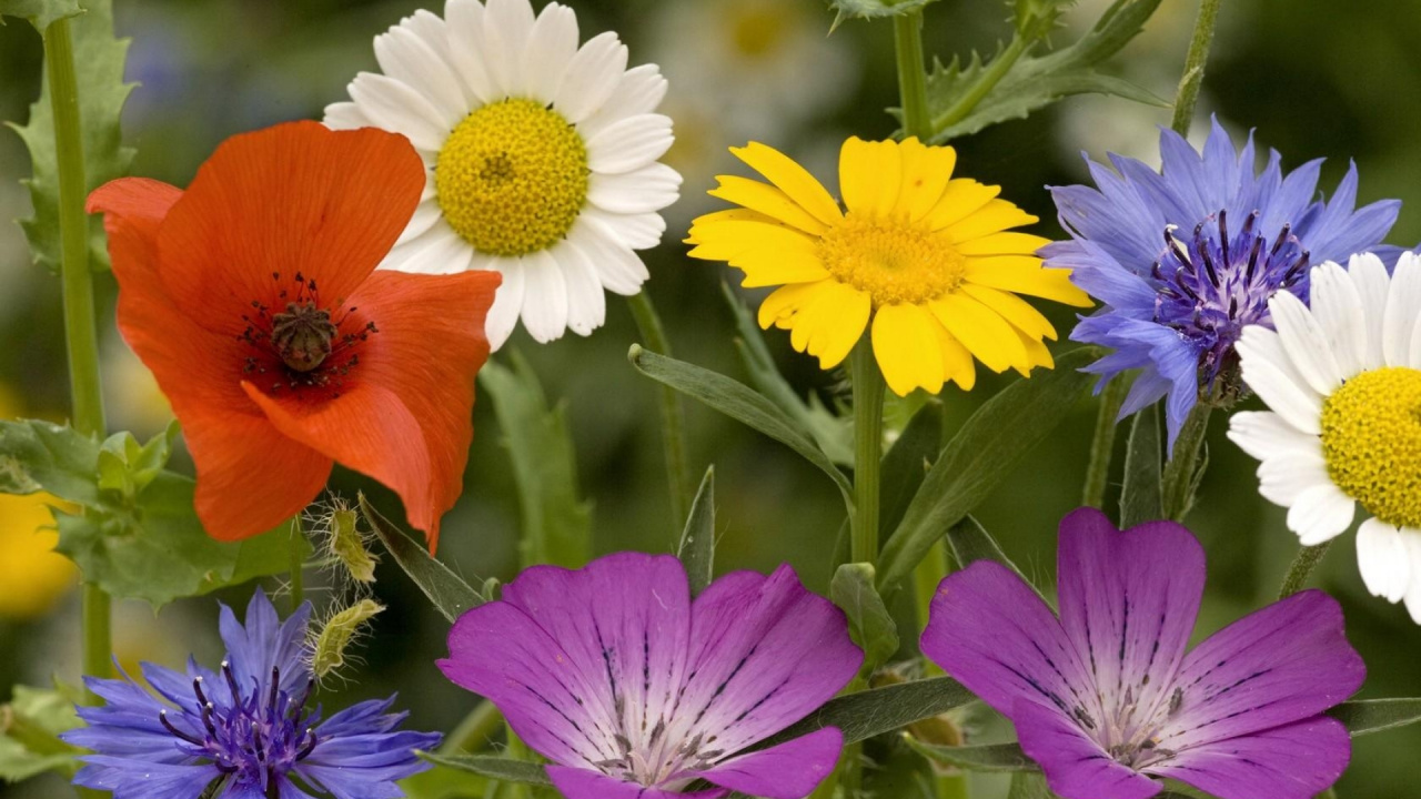 Flowering Plant, Petal, Plant, Wildflower, Garden Cosmos. Wallpaper in 1280x720 Resolution