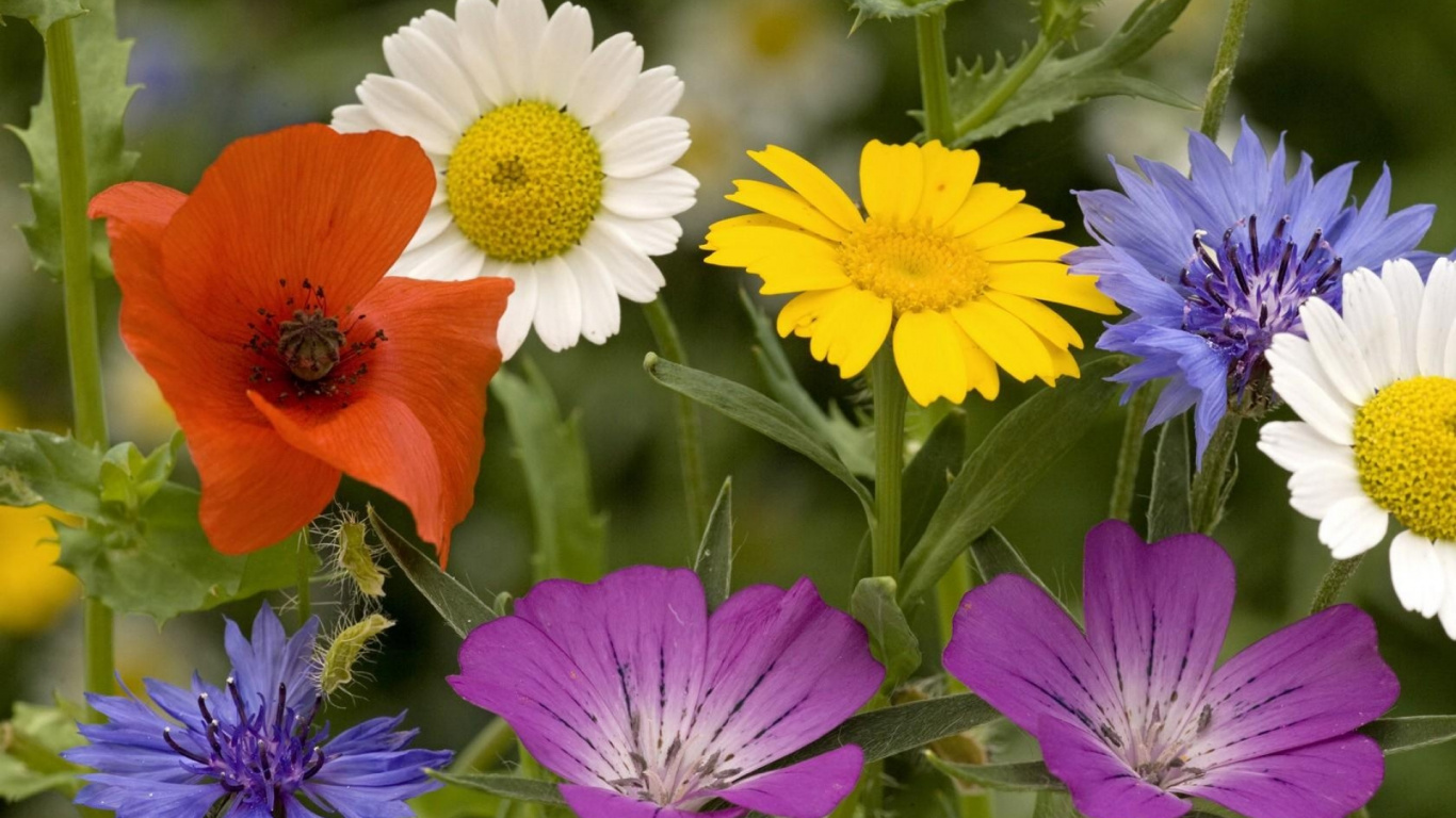 la Floraison de la Plante, Pétale, Sauvages, Jardin Cosmos, Plante Annuelle. Wallpaper in 1366x768 Resolution
