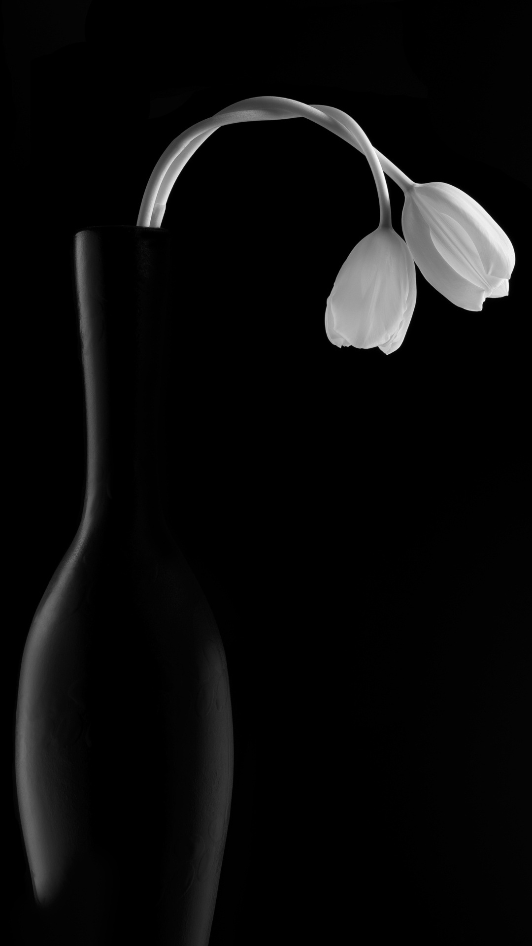 en Blanco y Negro, Bandejas de Servir, Planta Terrestre, Arte, de Cerca. Wallpaper in 1080x1920 Resolution