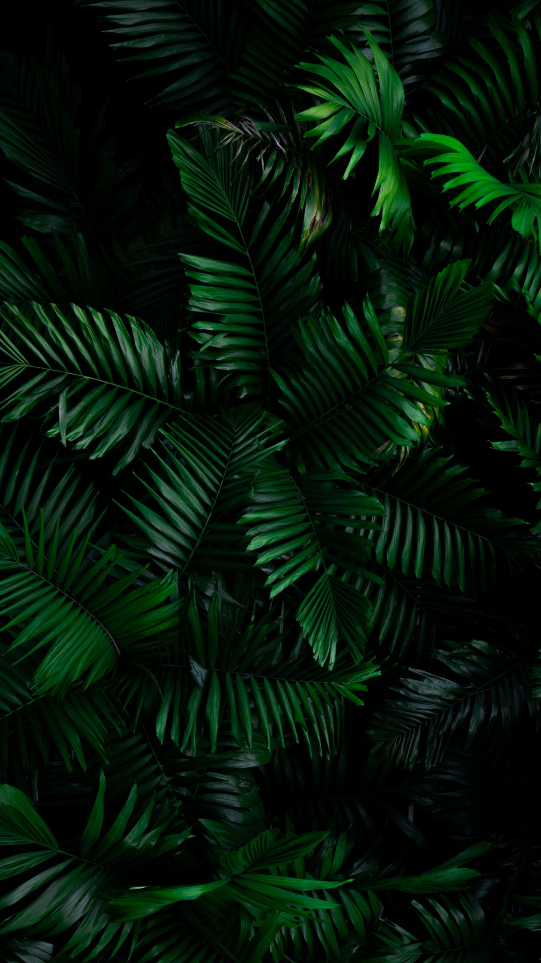 Dbramante1928 Funda Billetera New York, Smartphone, Sucursal, Planta Terrestre, Alerce. Wallpaper in 1080x1920 Resolution