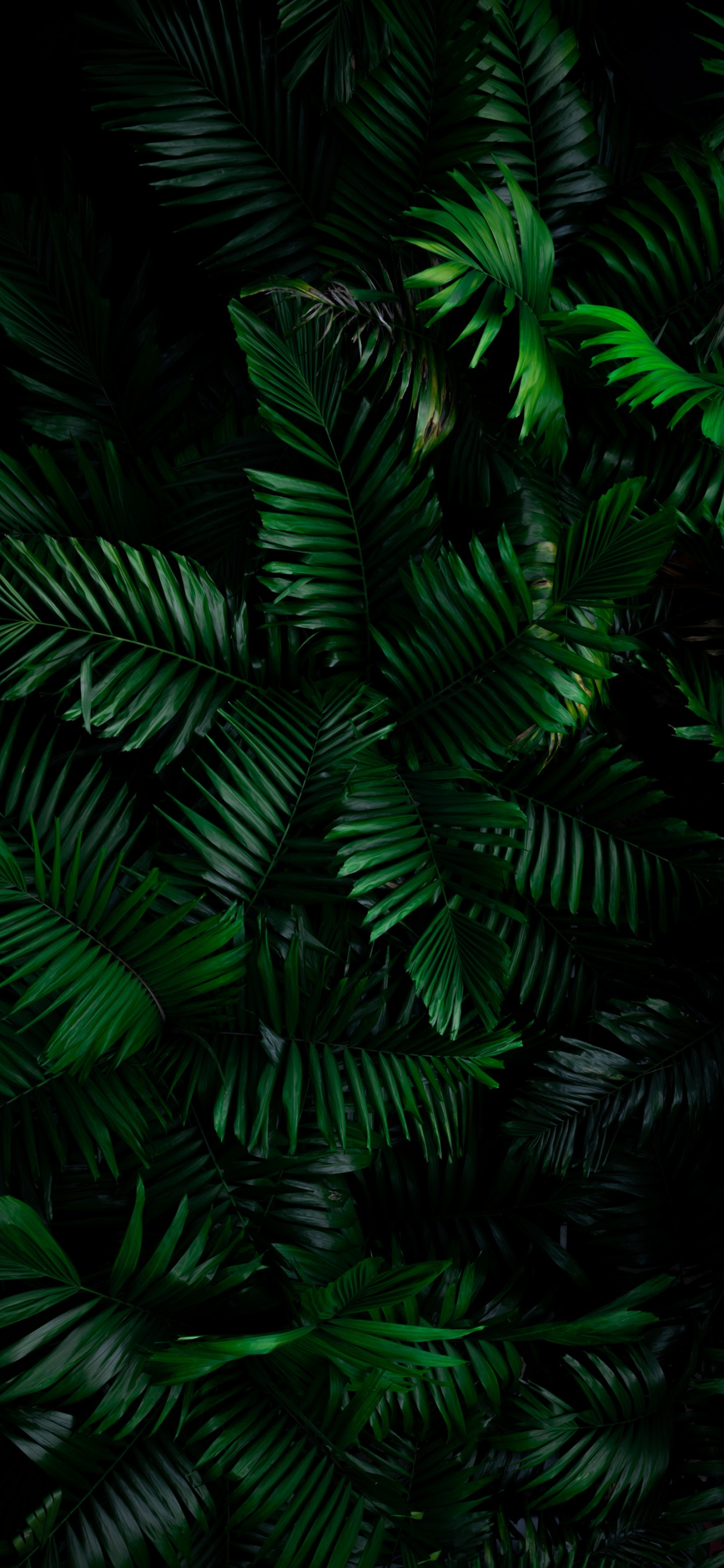 Dbramante1928 Funda Billetera New York, Smartphone, Sucursal, Planta Terrestre, Alerce. Wallpaper in 1242x2688 Resolution