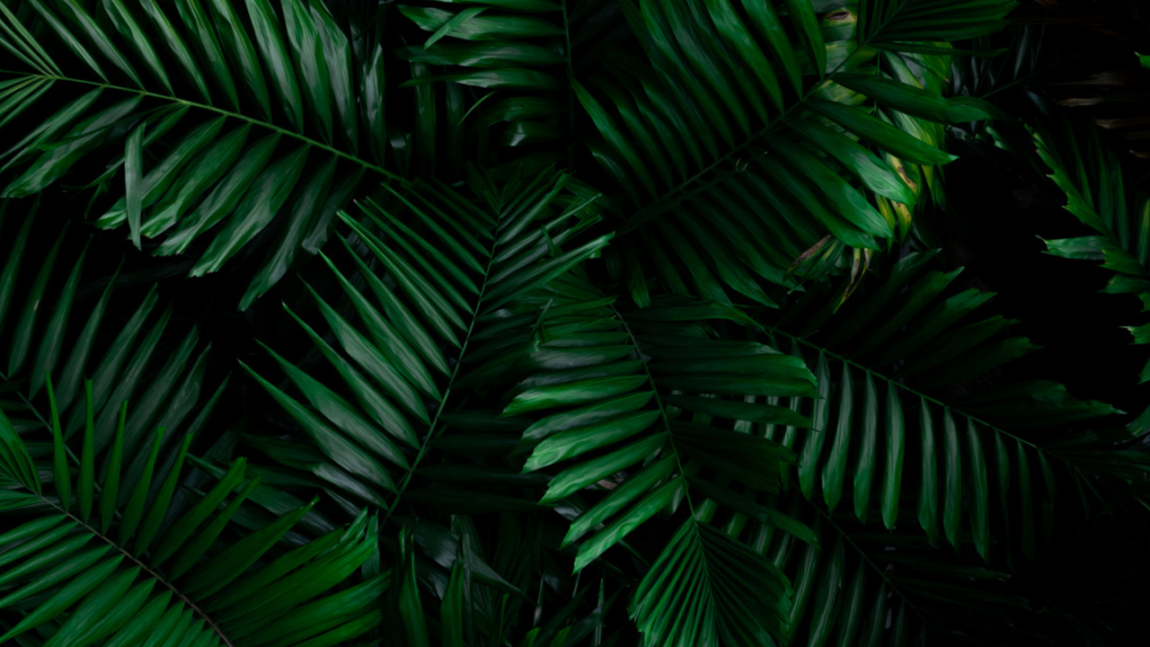 Dbramante1928 New York Wallet Case, Smartphone, Plant, Branch, Terrestrial Plant. Wallpaper in 1280x720 Resolution