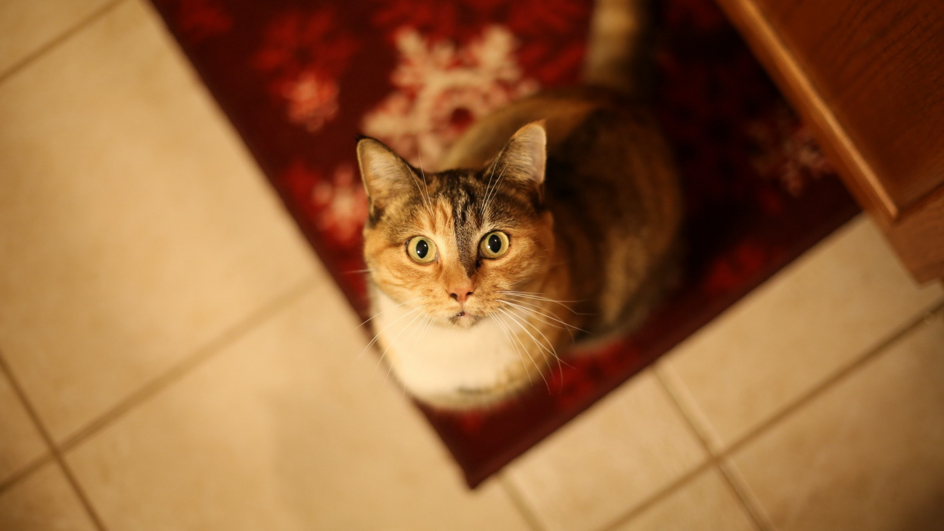 Brown and White Tabby Cat. Wallpaper in 1366x768 Resolution