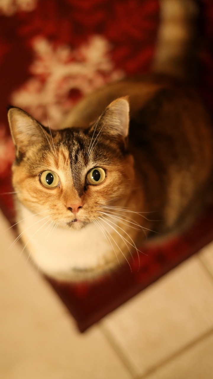 Brown and White Tabby Cat. Wallpaper in 720x1280 Resolution