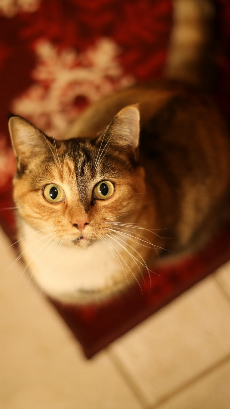 Brown and White Tabby Cat. Wallpaper in 750x1334 Resolution