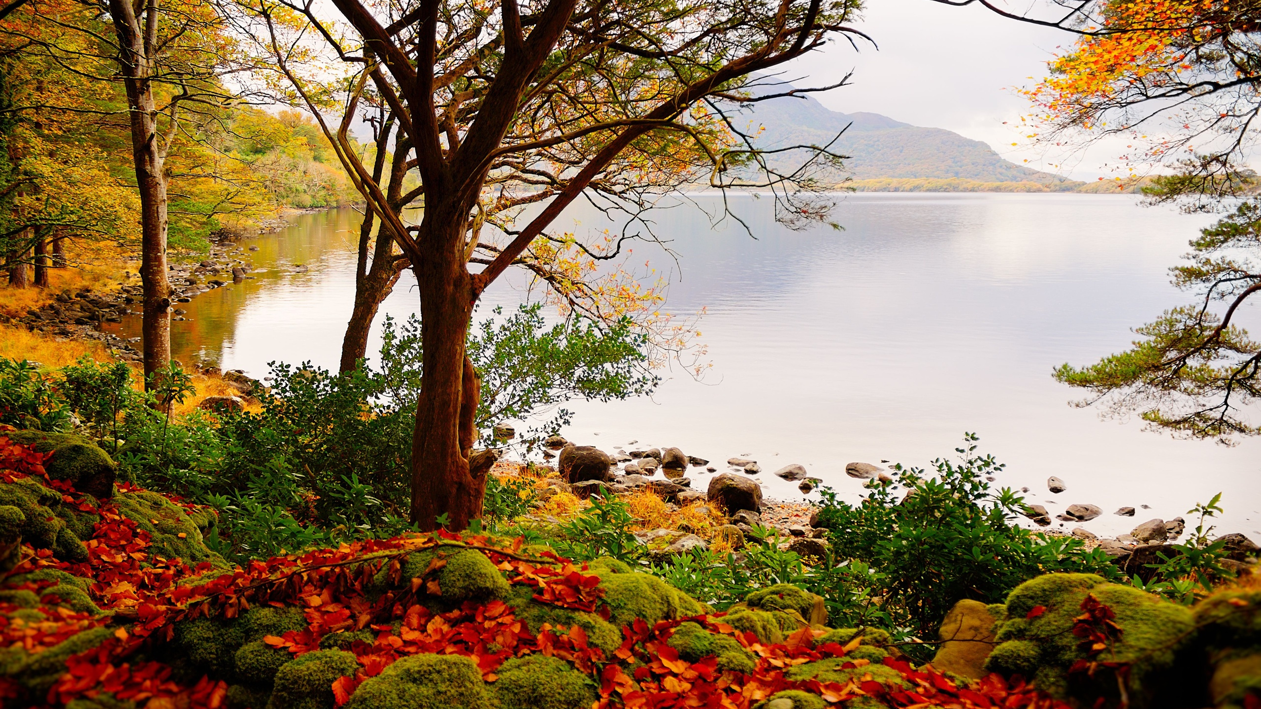 Red Flowers Near Body of Water During Daytime. Wallpaper in 2560x1440 Resolution