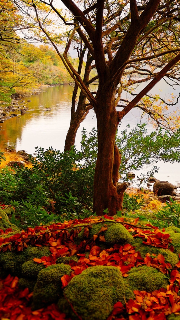 Red Flowers Near Body of Water During Daytime. Wallpaper in 720x1280 Resolution