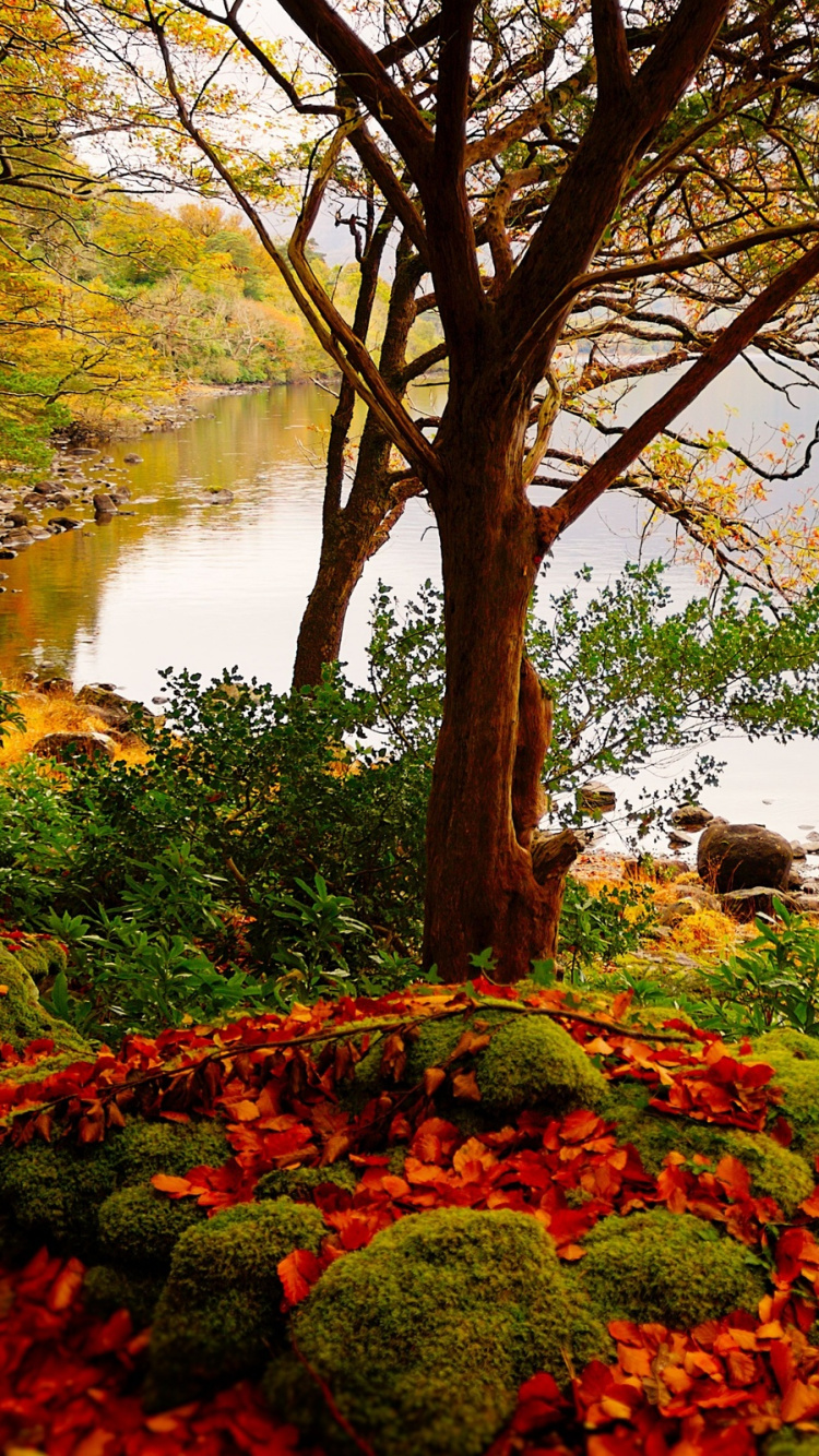 Red Flowers Near Body of Water During Daytime. Wallpaper in 750x1334 Resolution