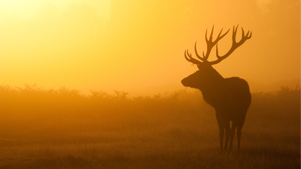 Cerf Brun Sur Terrain D'herbe Verte Pendant le Coucher du Soleil. Wallpaper in 1280x720 Resolution