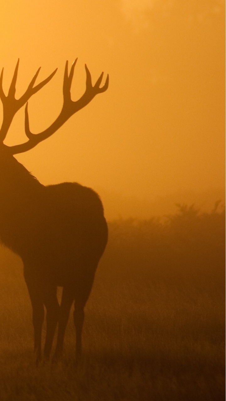 Cerf Brun Sur Terrain D'herbe Verte Pendant le Coucher du Soleil. Wallpaper in 720x1280 Resolution