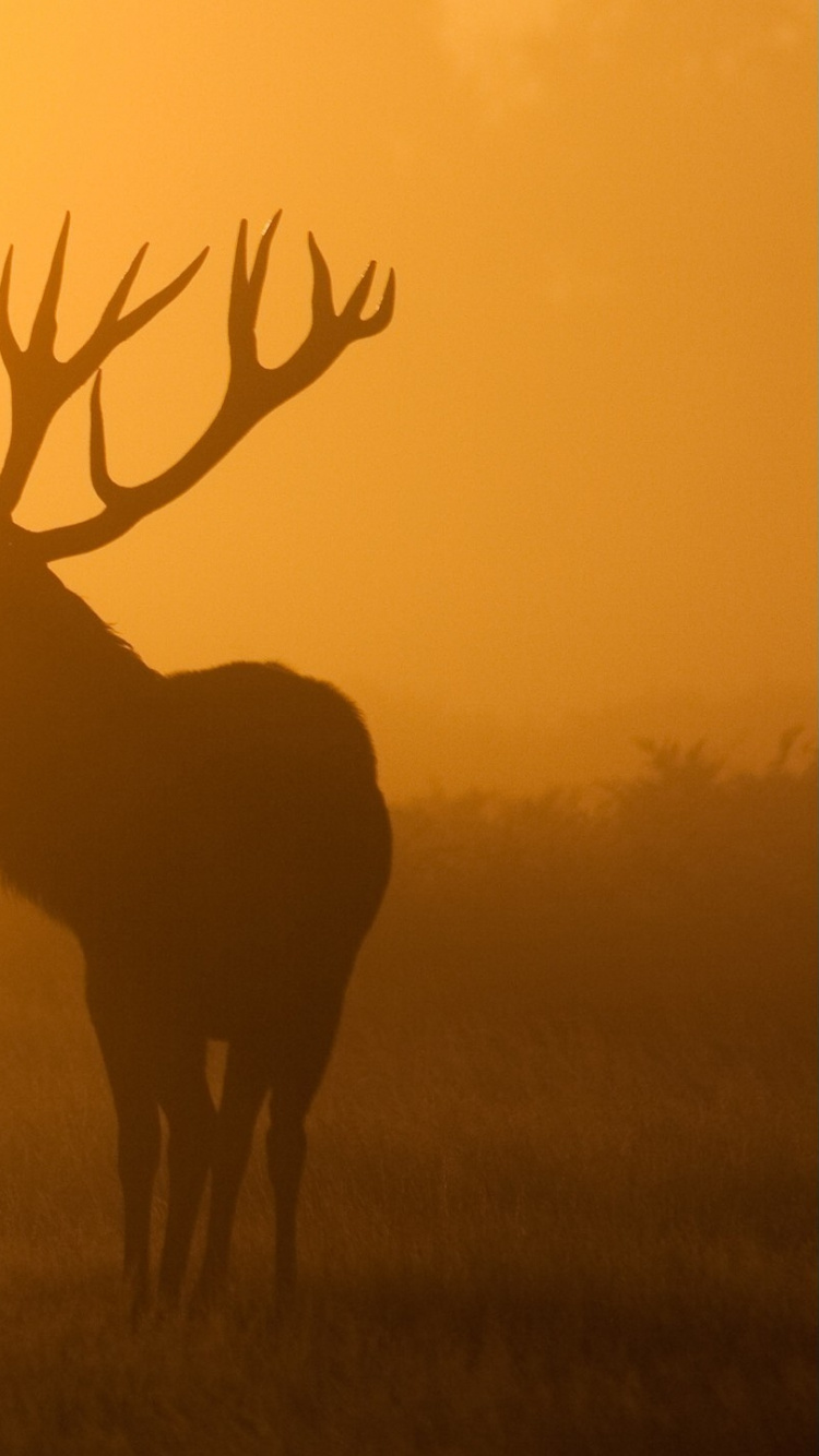 Cerf Brun Sur Terrain D'herbe Verte Pendant le Coucher du Soleil. Wallpaper in 750x1334 Resolution