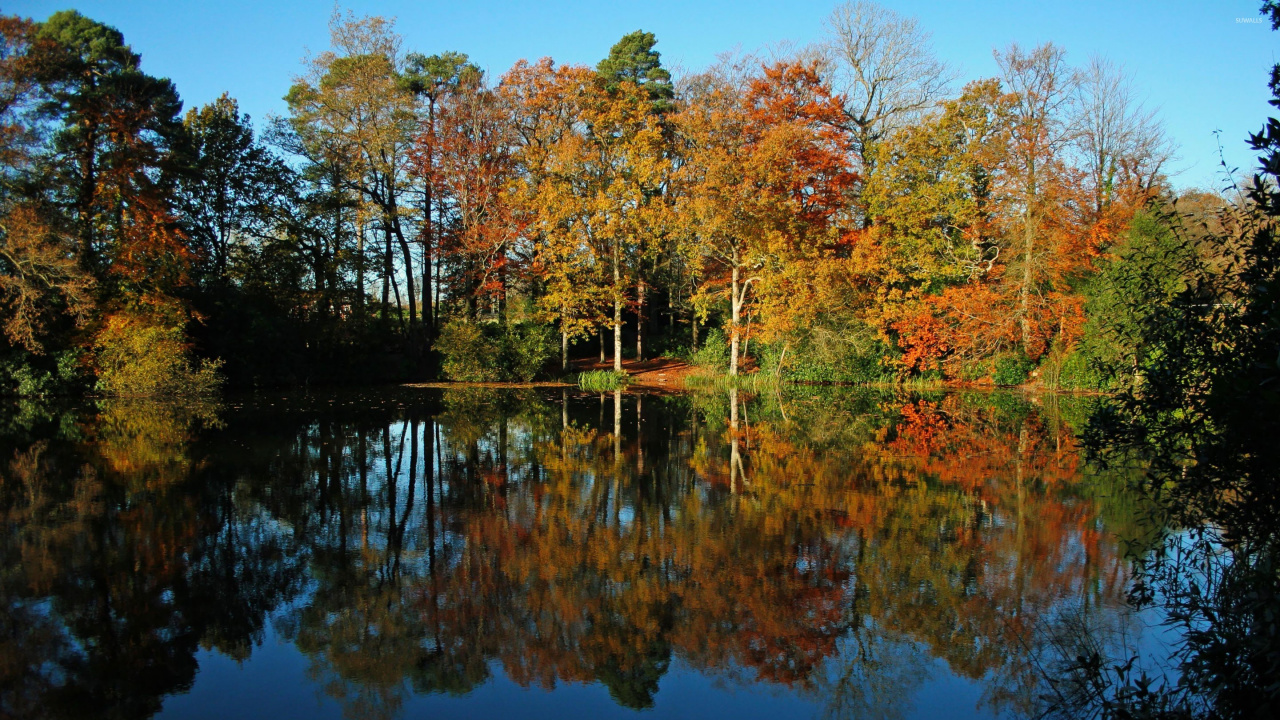 Green and Orange Trees Beside Body of Water During Daytime. Wallpaper in 1280x720 Resolution