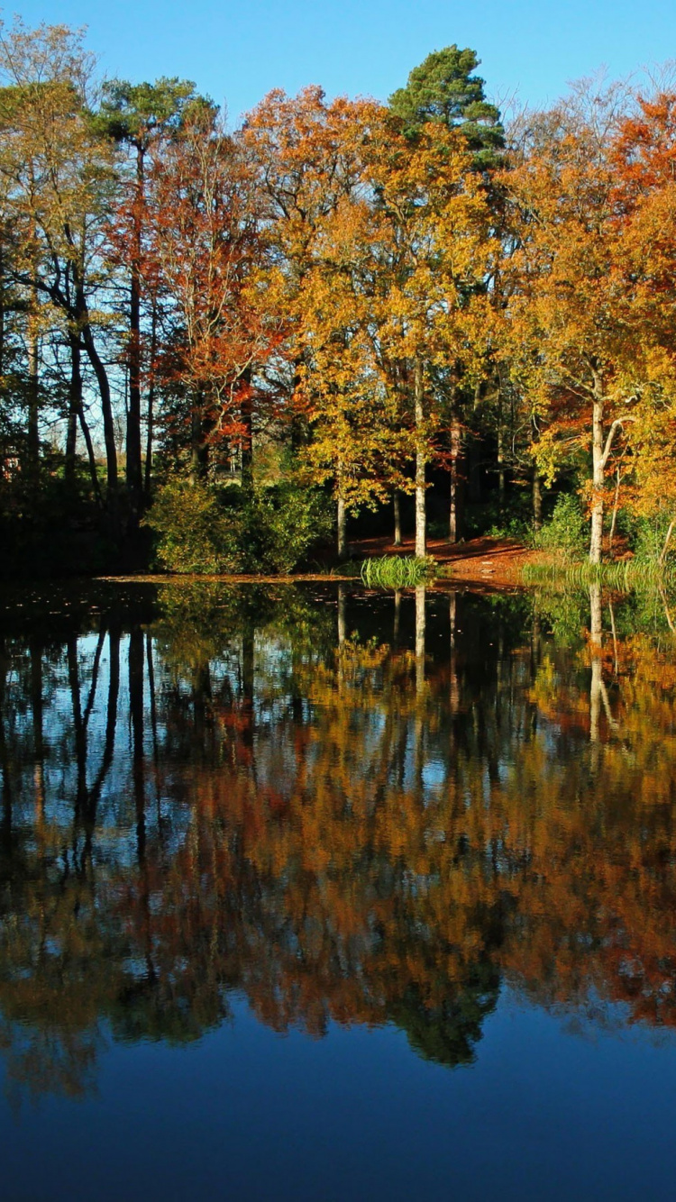 Green and Orange Trees Beside Body of Water During Daytime. Wallpaper in 750x1334 Resolution