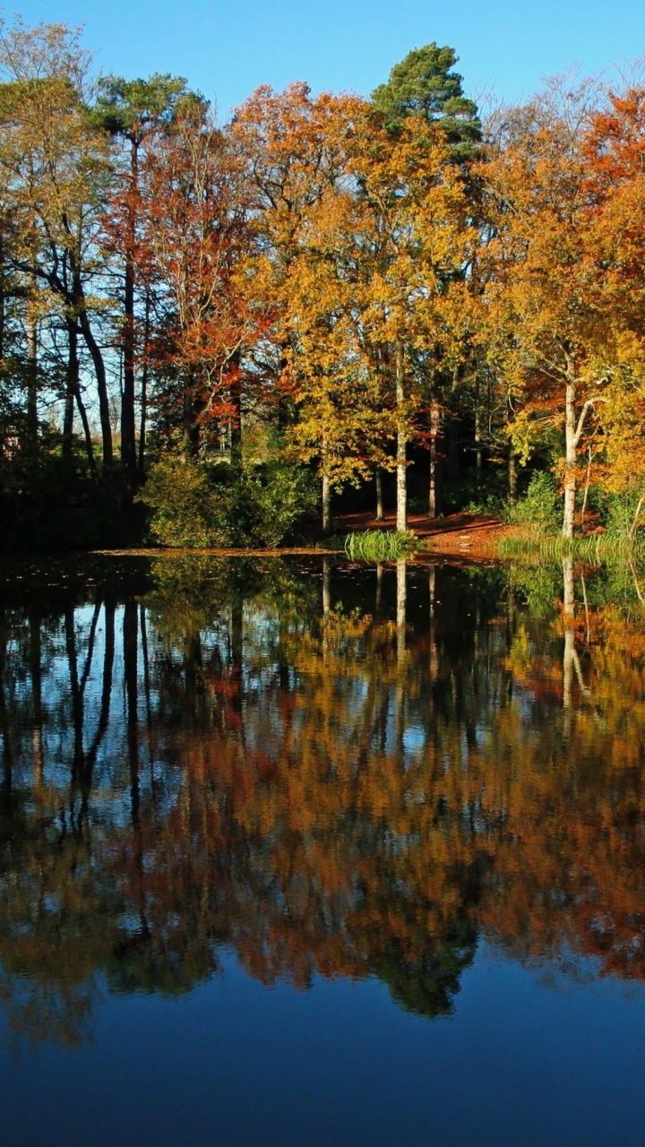 Arbres Verts et Oranges à Côté D'un Plan D'eau Pendant la Journée. Wallpaper in 720x1280 Resolution