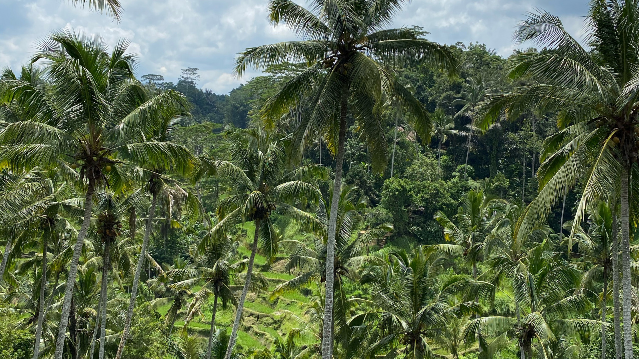 Bali, la Vegetación, Babasú, Arbustos, Selva. Wallpaper in 1280x720 Resolution