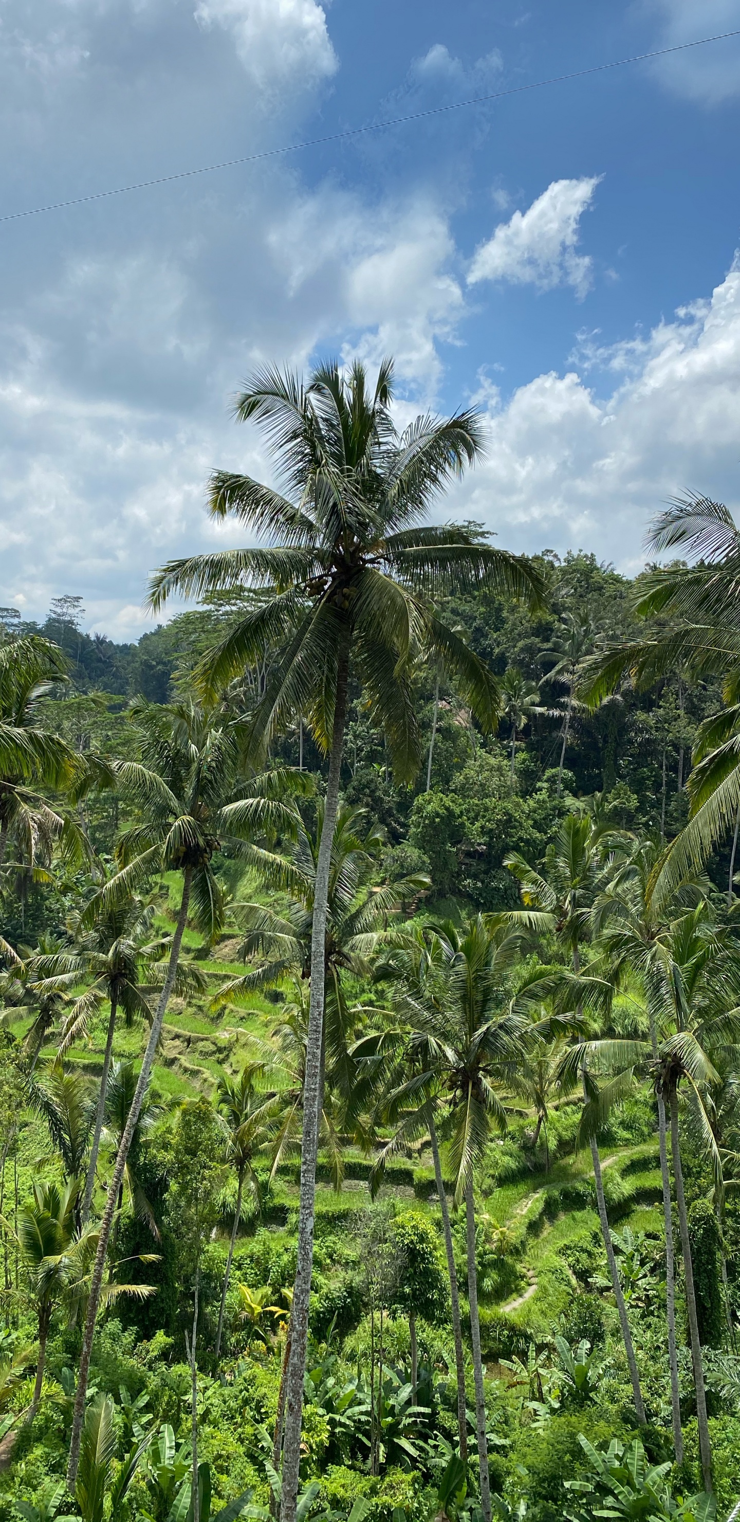 Bali, la Vegetación, Babasú, Arbustos, Selva. Wallpaper in 1440x2960 Resolution