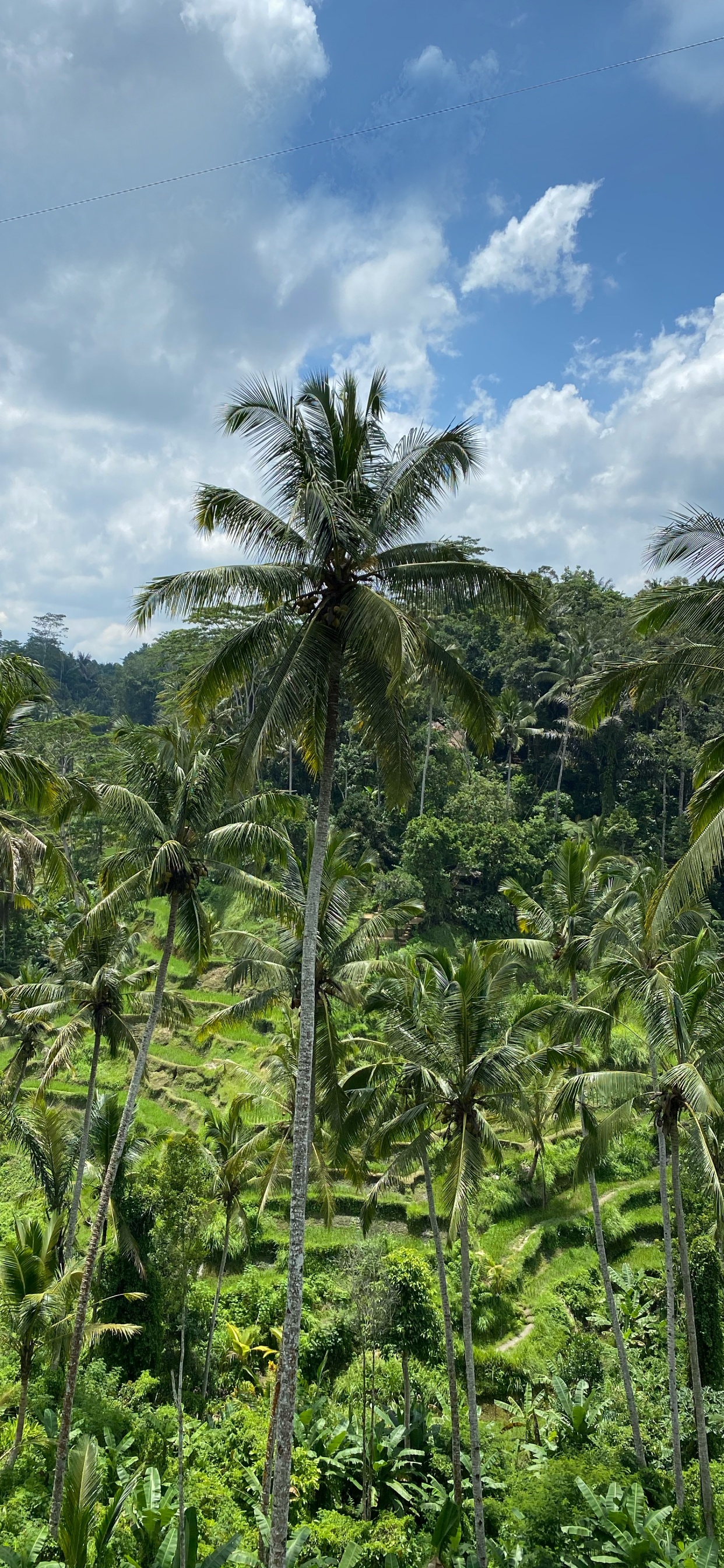 Bali, Vegetation, Babassu, Heideflächen, Regenwald. Wallpaper in 1242x2688 Resolution