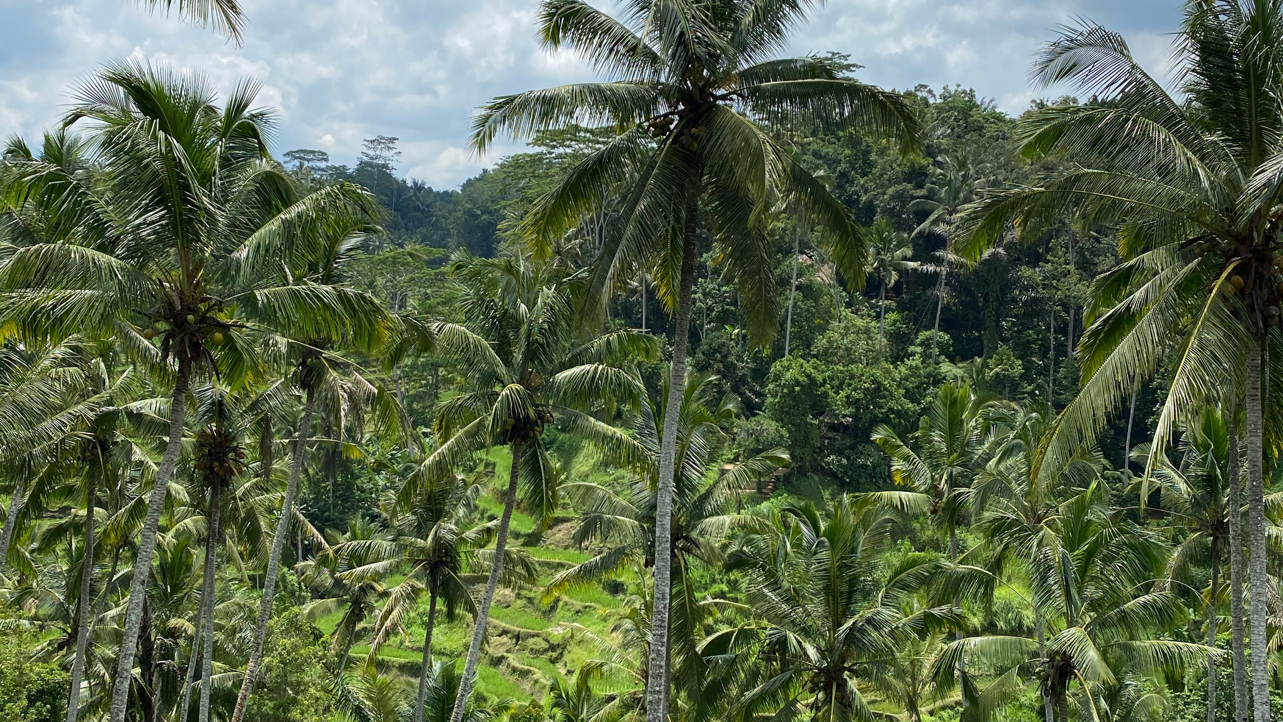 Bali, Vegetation, Babassu, Heideflächen, Regenwald. Wallpaper in 2560x1440 Resolution