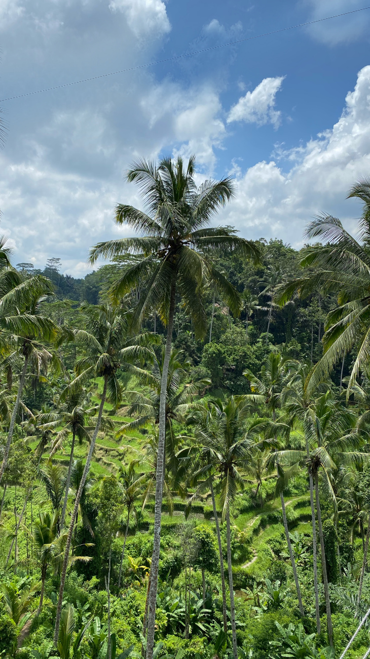 Bali, Végétation, De Babassu, Les Landes, Rainforest. Wallpaper in 750x1334 Resolution