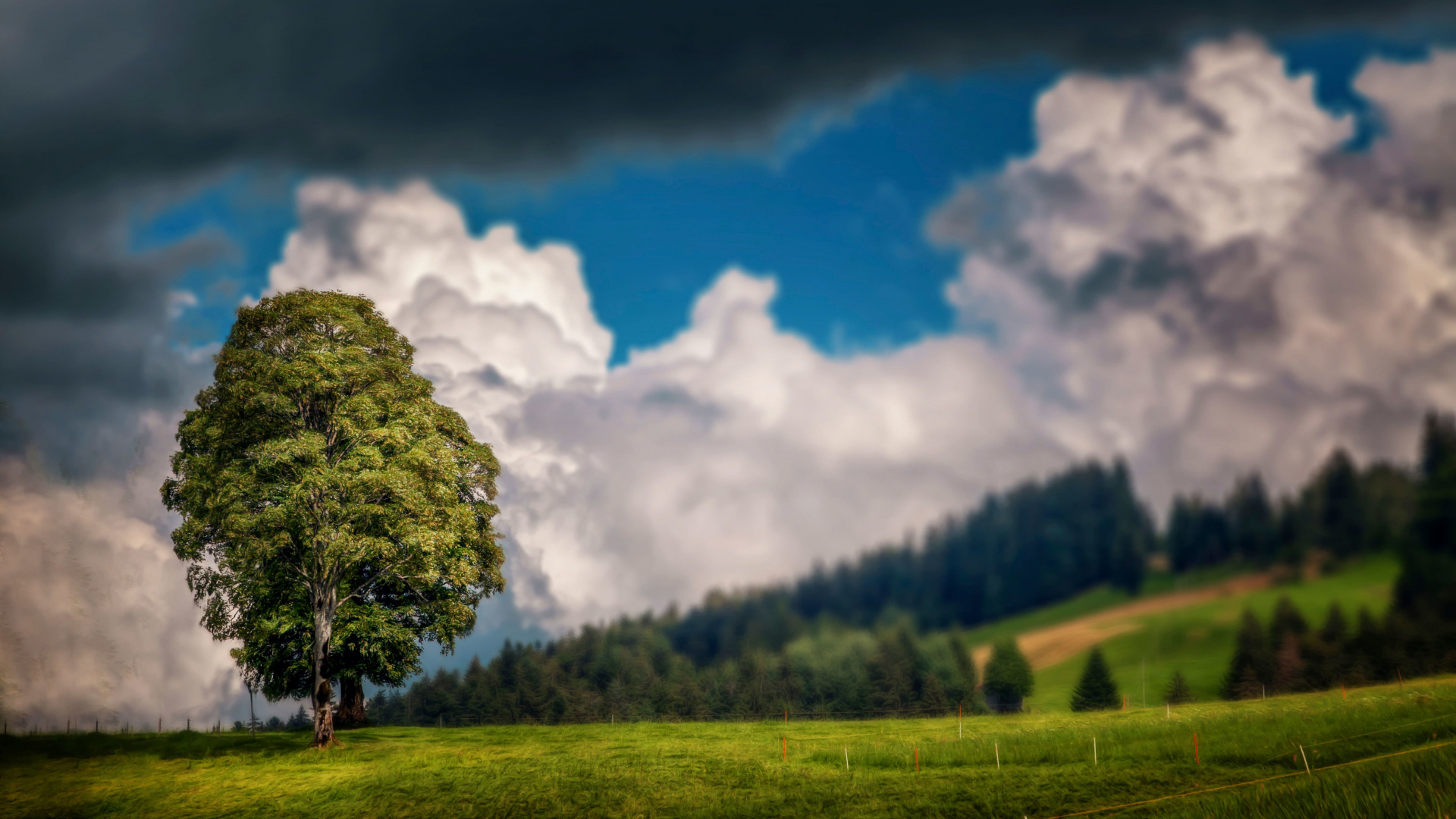 Grüner Baum Auf Grüner Wiese Unter Weißen Wolken Und Blauem Himmel Tagsüber. Wallpaper in 1920x1080 Resolution