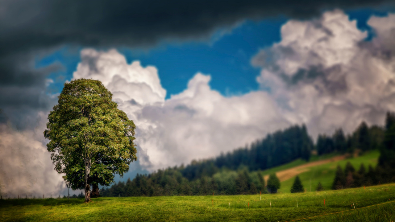 Arbre Vert Sur Terrain D'herbe Verte Sous Des Nuages Blancs et Ciel Bleu Pendant la Journée. Wallpaper in 1280x720 Resolution