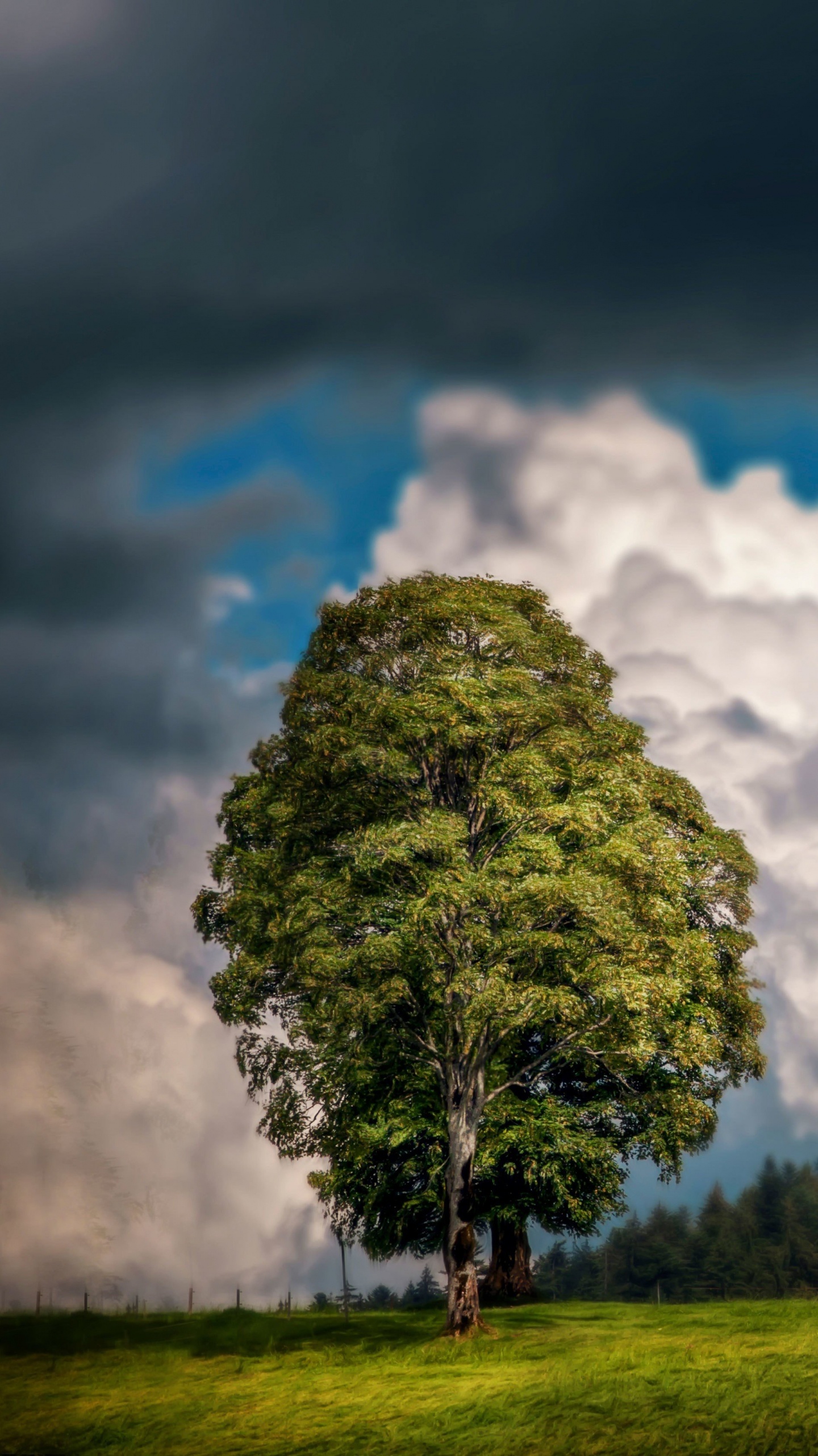 Arbre Vert Sur Terrain D'herbe Verte Sous Des Nuages Blancs et Ciel Bleu Pendant la Journée. Wallpaper in 1440x2560 Resolution