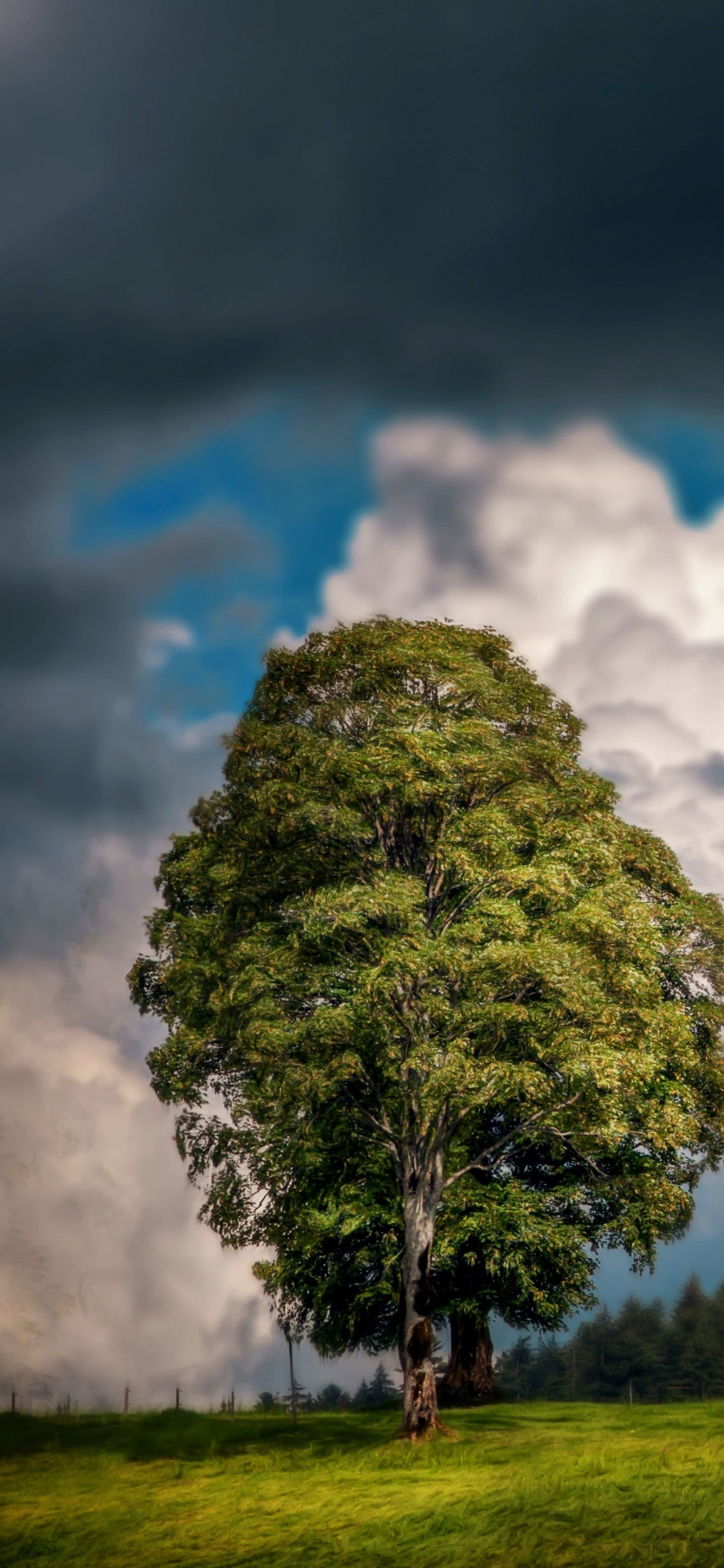 Árbol Verde en el Campo de Hierba Verde Bajo Las Nubes Blancas y el Cielo Azul Durante el Día. Wallpaper in 1125x2436 Resolution