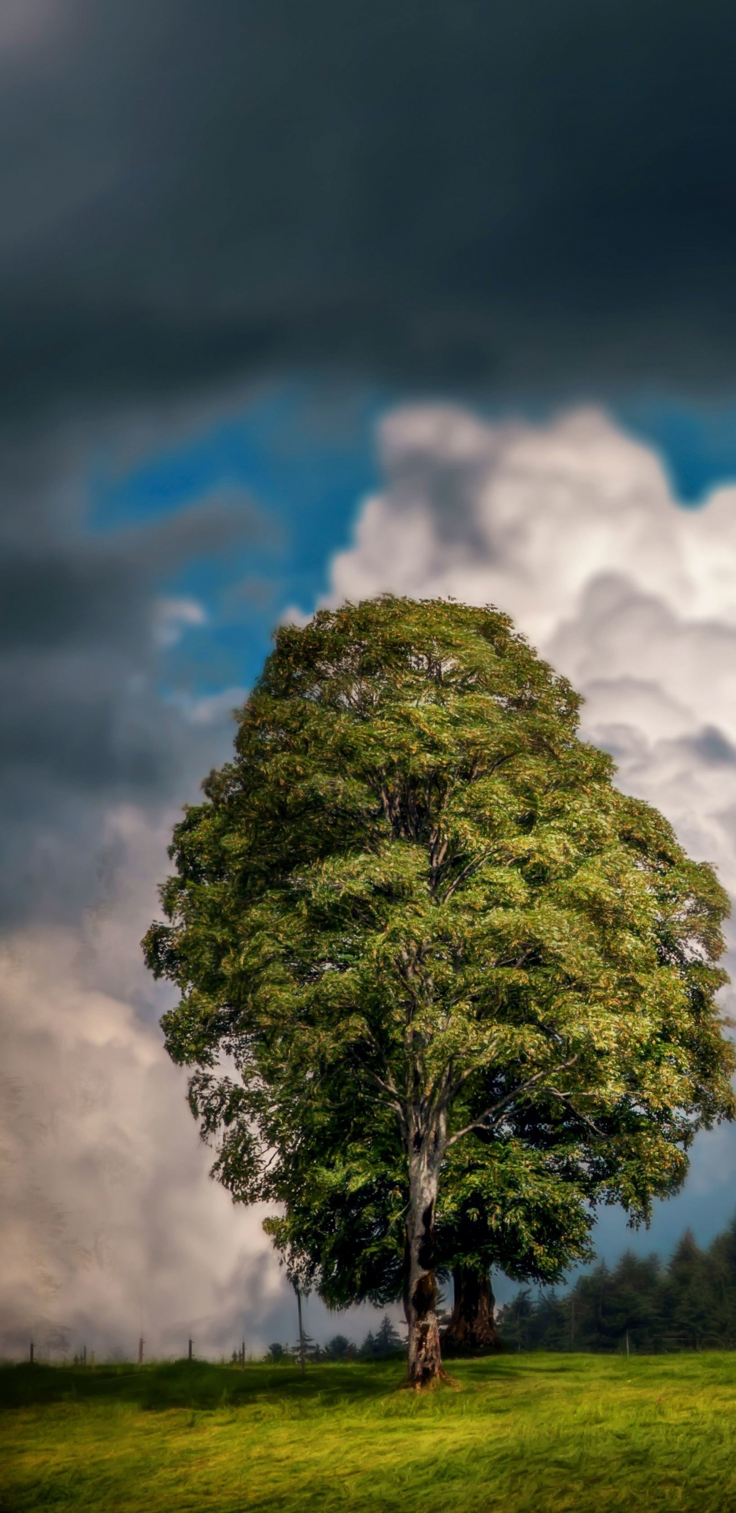 Árbol Verde en el Campo de Hierba Verde Bajo Las Nubes Blancas y el Cielo Azul Durante el Día. Wallpaper in 1440x2960 Resolution