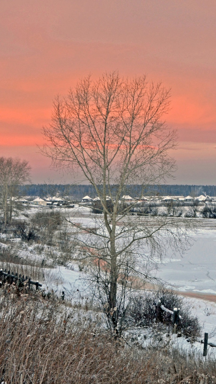 Kahler Baum Auf Schneebedecktem Boden Tagsüber. Wallpaper in 720x1280 Resolution