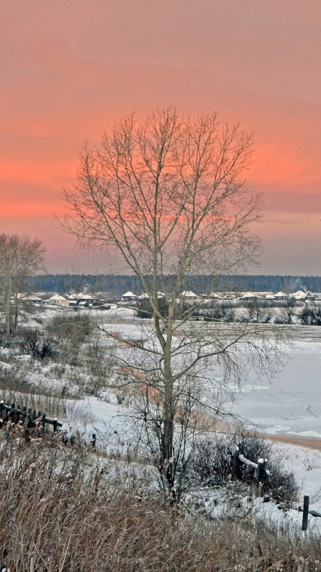 Arbre nu Sur Sol Couvert de Neige Pendant la Journée. Wallpaper in 1080x1920 Resolution