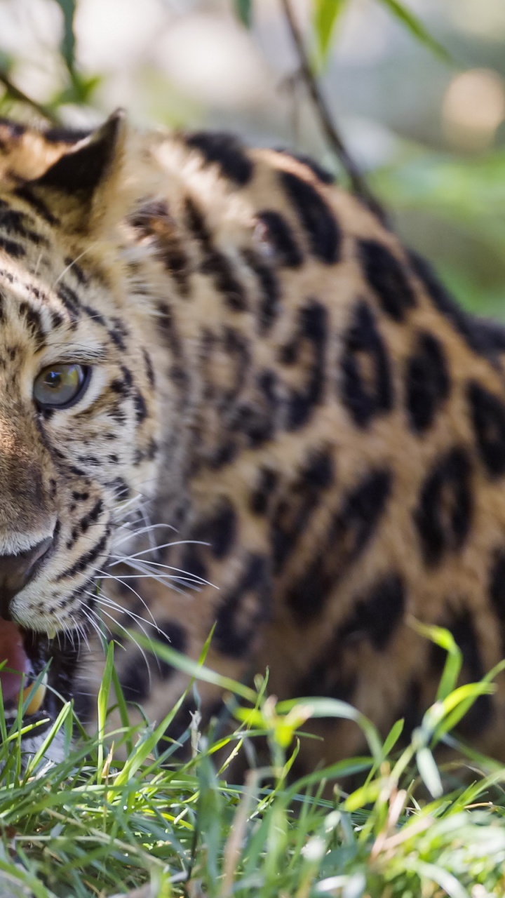 Brown and Black Leopard Lying on Green Grass During Daytime. Wallpaper in 720x1280 Resolution