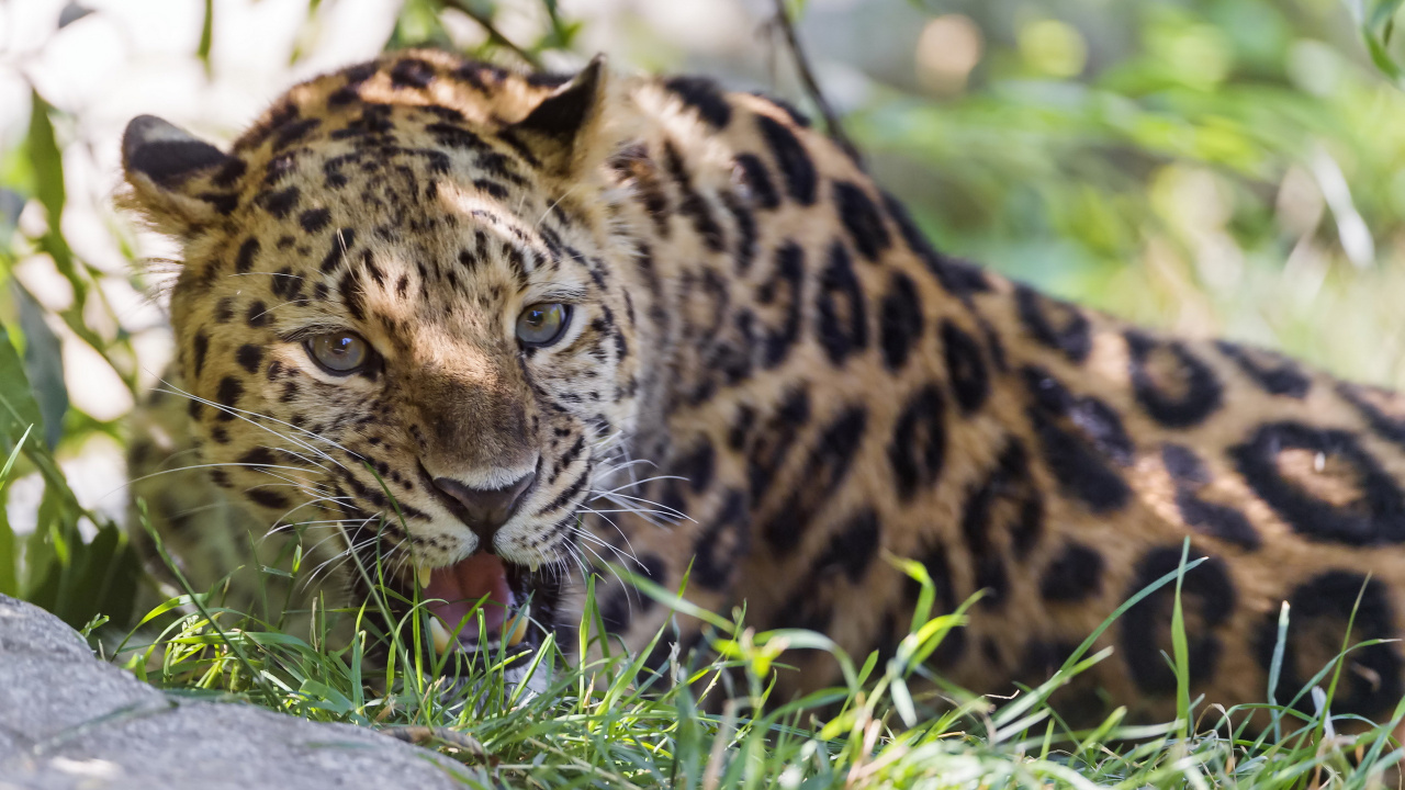 Leopardo Marrón y Negro Acostado Sobre la Hierba Verde Durante el Día. Wallpaper in 1280x720 Resolution