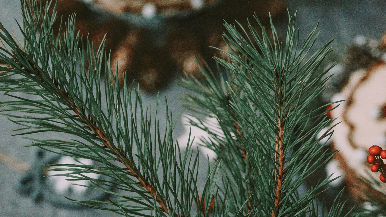 Tree, Branch, Christmas, Fir, Woody Plant. Wallpaper in 1280x720 Resolution