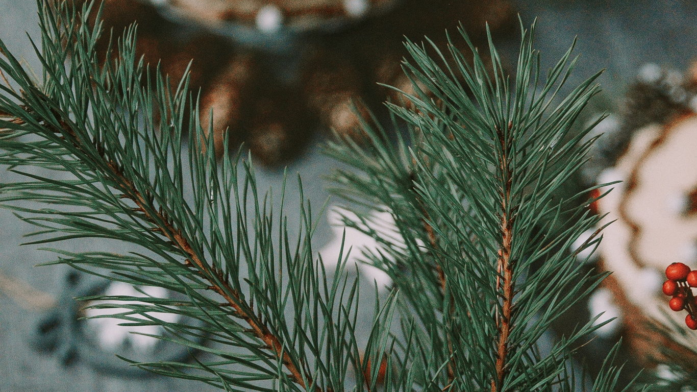 Tree, Branch, Christmas, Fir, Woody Plant. Wallpaper in 1366x768 Resolution
