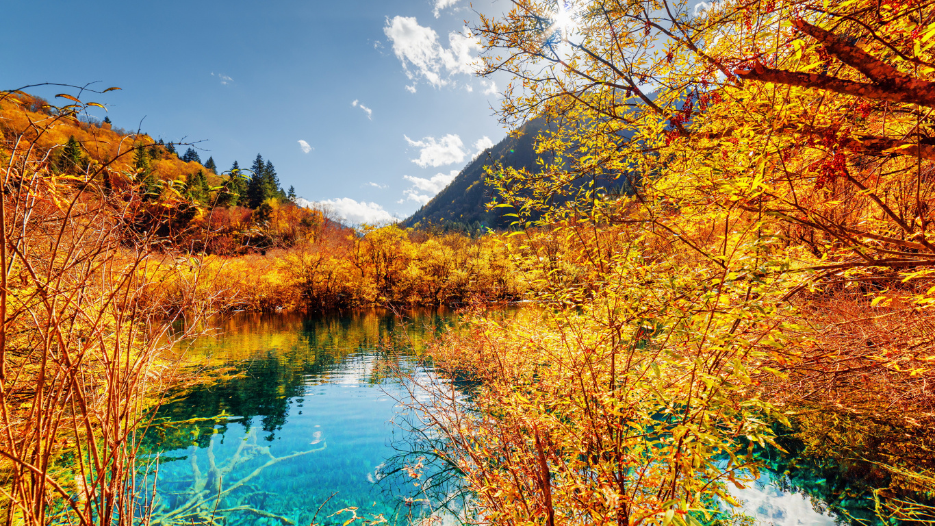 Tagsüber Grüne Und Braune Bäume Neben Dem Fluss Unter Blauem Himmel. Wallpaper in 1366x768 Resolution