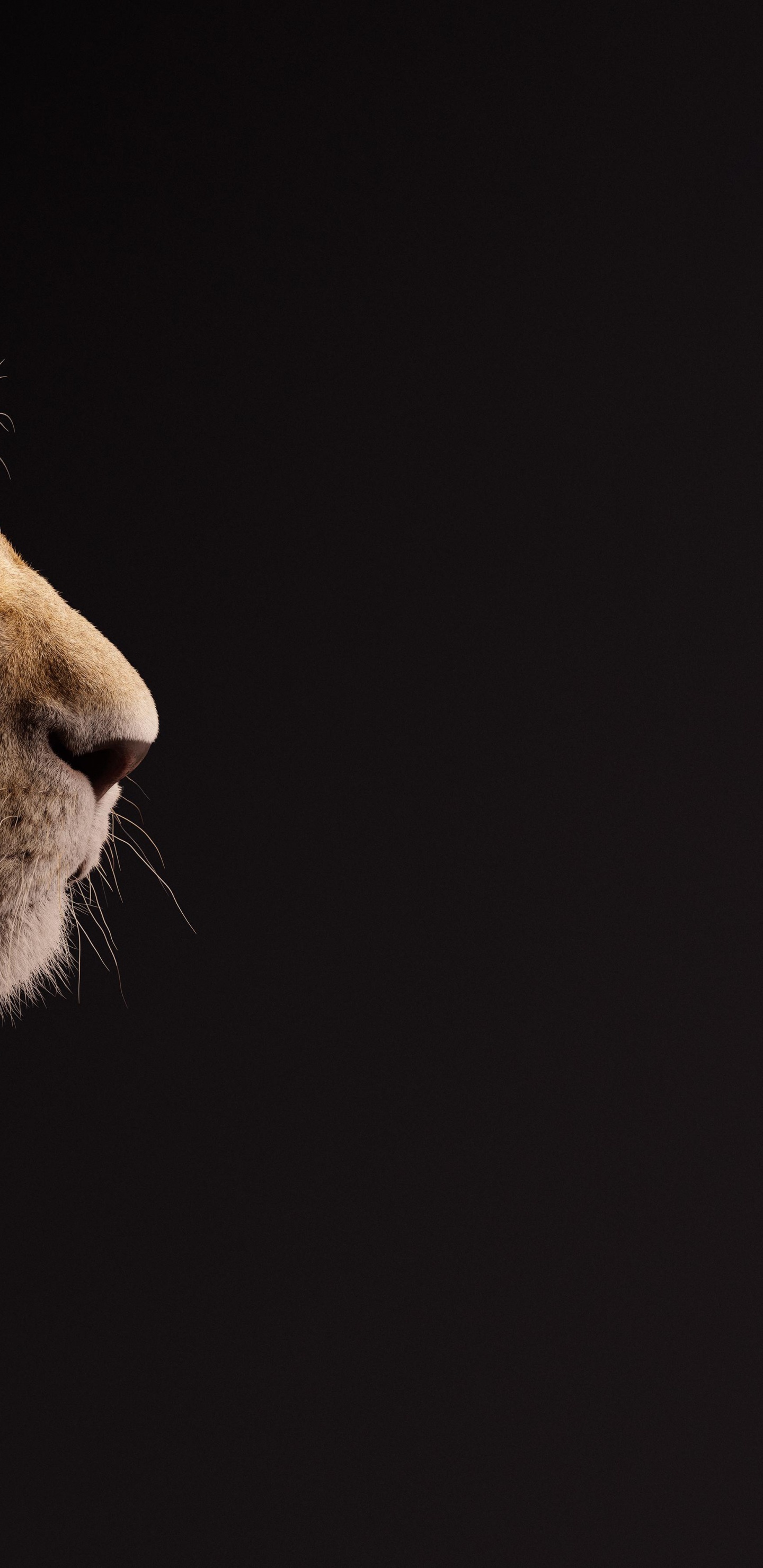 El Rey León, Nala, Leones, Simba, el Rey Leon el Regalo. Wallpaper in 1440x2960 Resolution