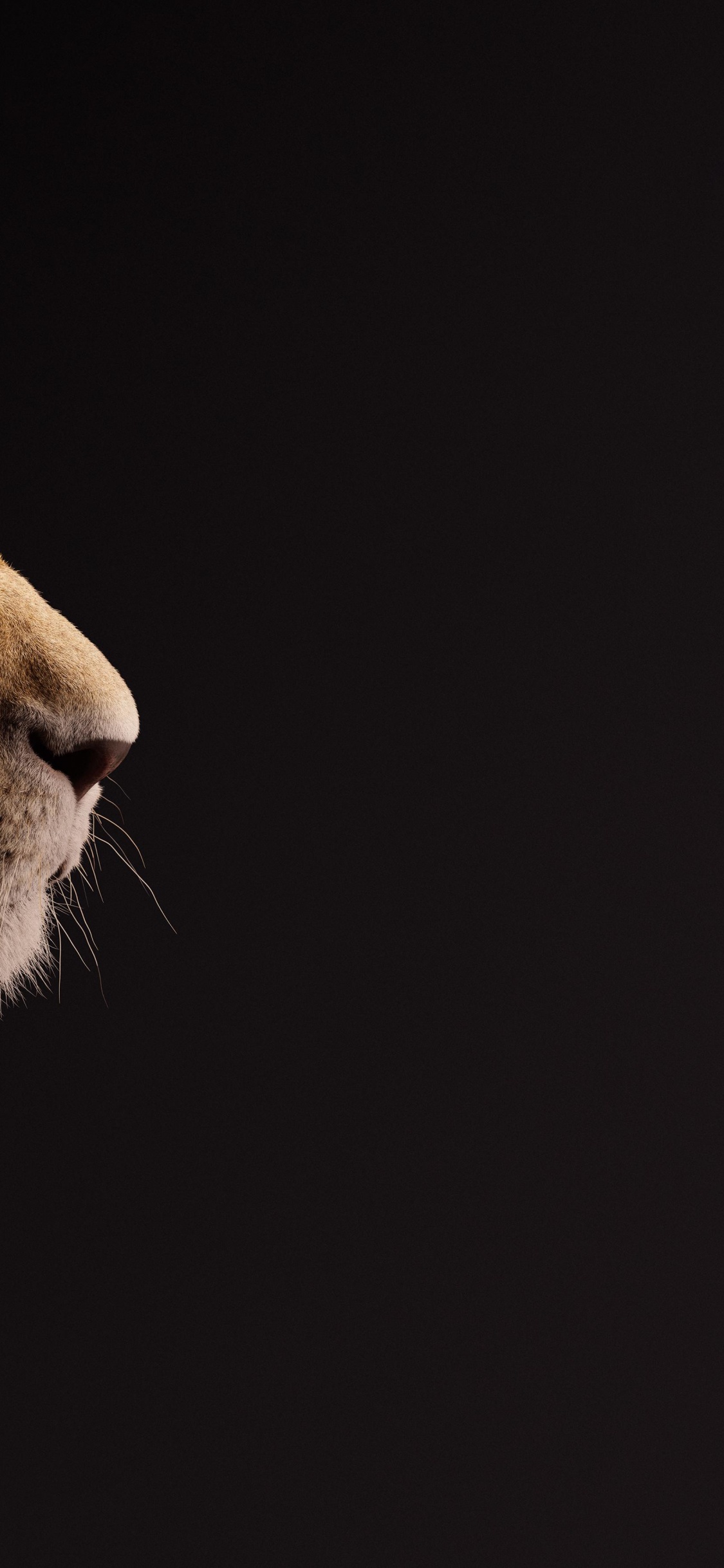 Löwen, Nala, Lion, Simbas, Der König Der Löwen Das Geschenk. Wallpaper in 1125x2436 Resolution