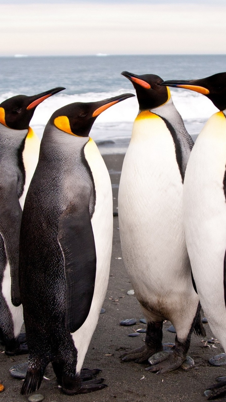 Weiße Und Schwarze Pinguine Auf Grauem Sand Tagsüber. Wallpaper in 720x1280 Resolution