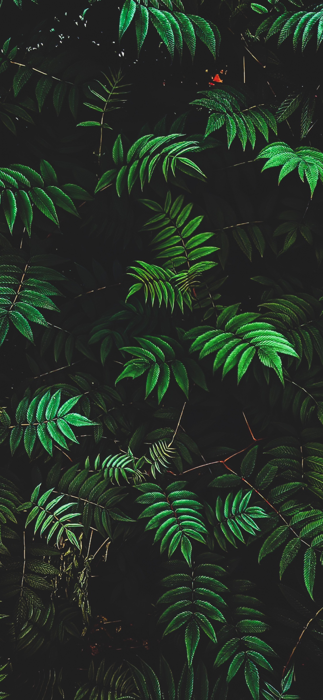 la Vegetación, Sucursal, Entorno Natural, Planta Terrestre, Planta Leñosa. Wallpaper in 1125x2436 Resolution