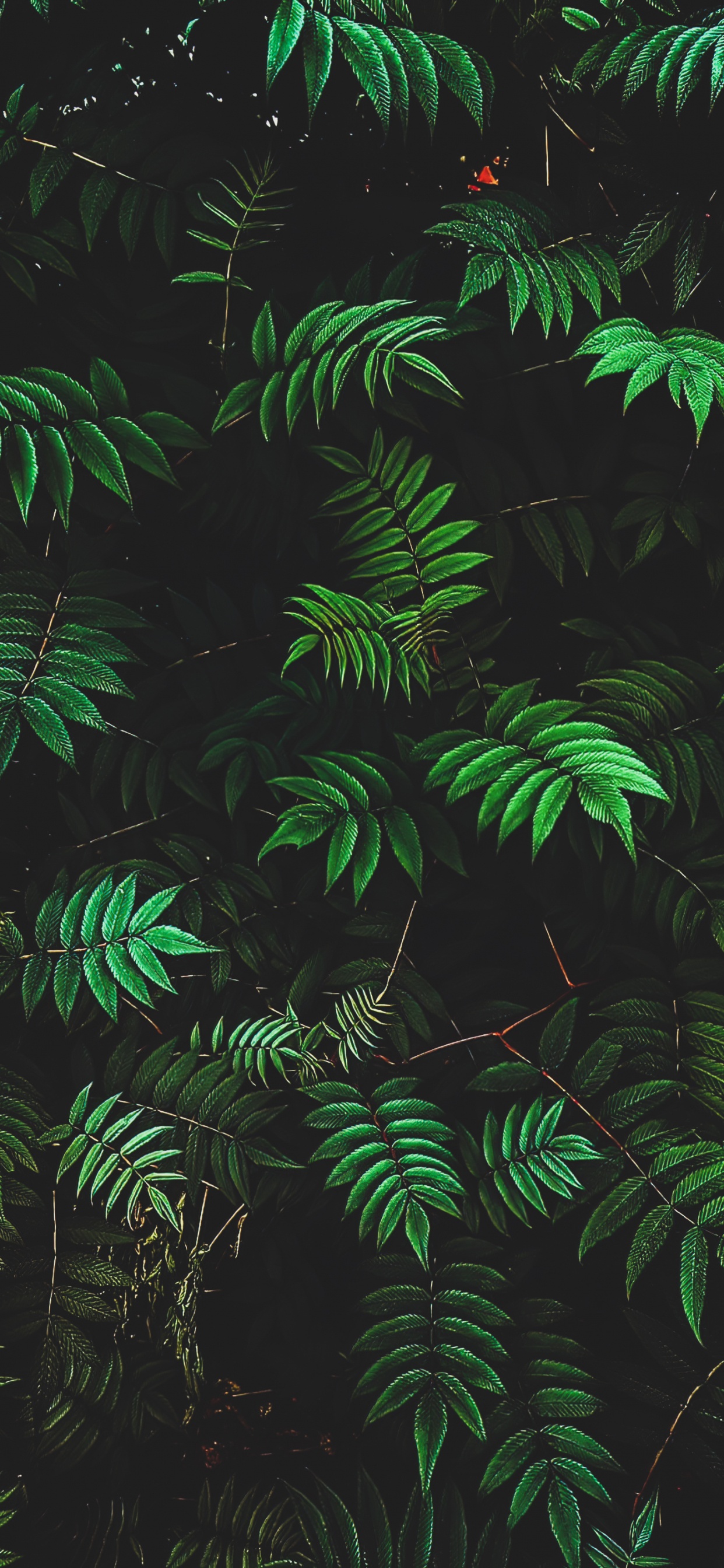 la Vegetación, Sucursal, Entorno Natural, Planta Terrestre, Planta Leñosa. Wallpaper in 1242x2688 Resolution