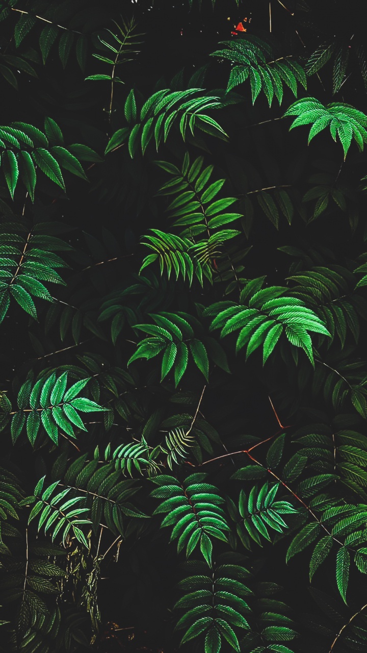 la Vegetación, Sucursal, Entorno Natural, Planta Terrestre, Planta Leñosa. Wallpaper in 720x1280 Resolution